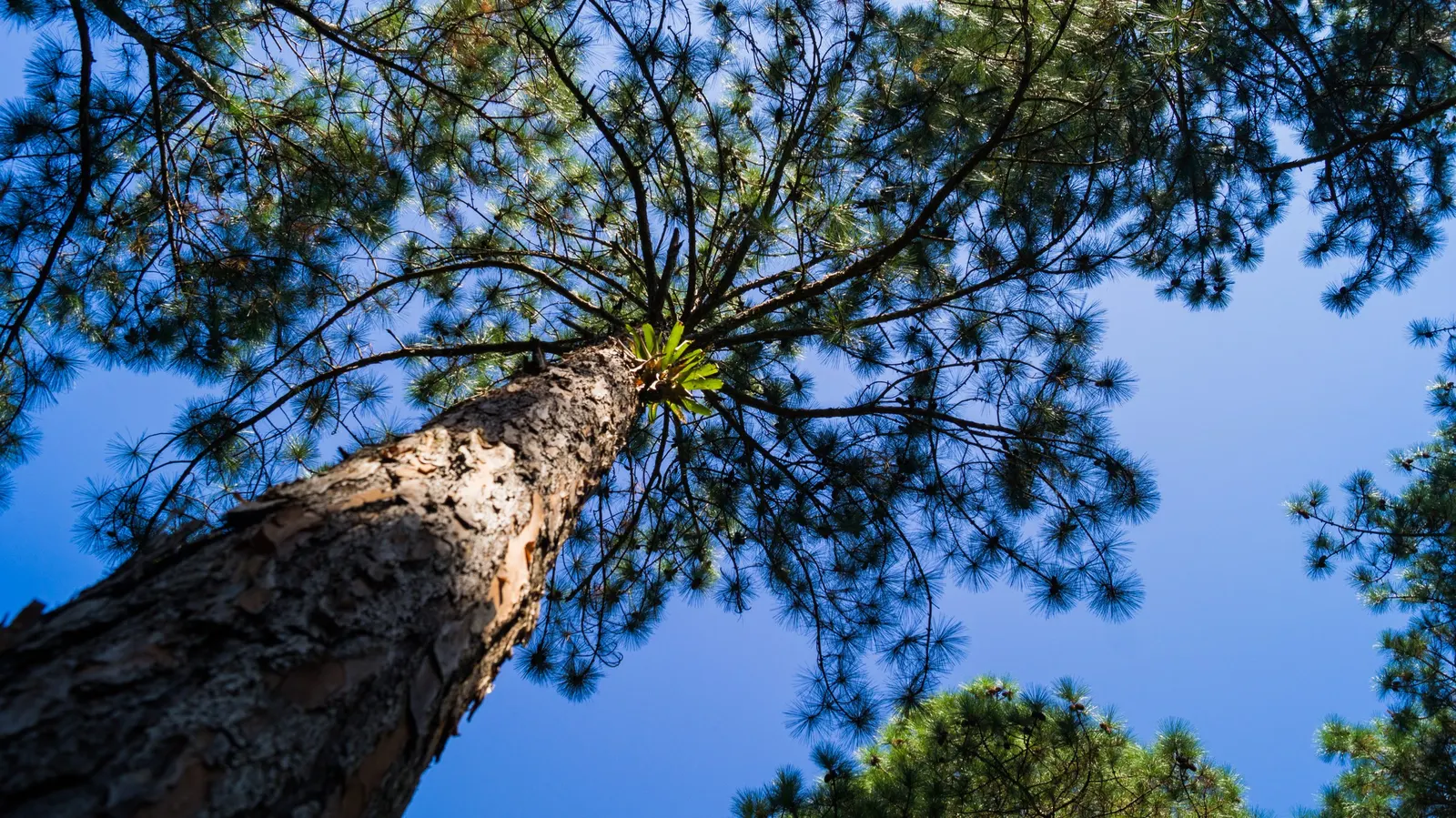 Longleaf Pine (Pinus Palustris) — vital for ecosystems where it naturally occurs