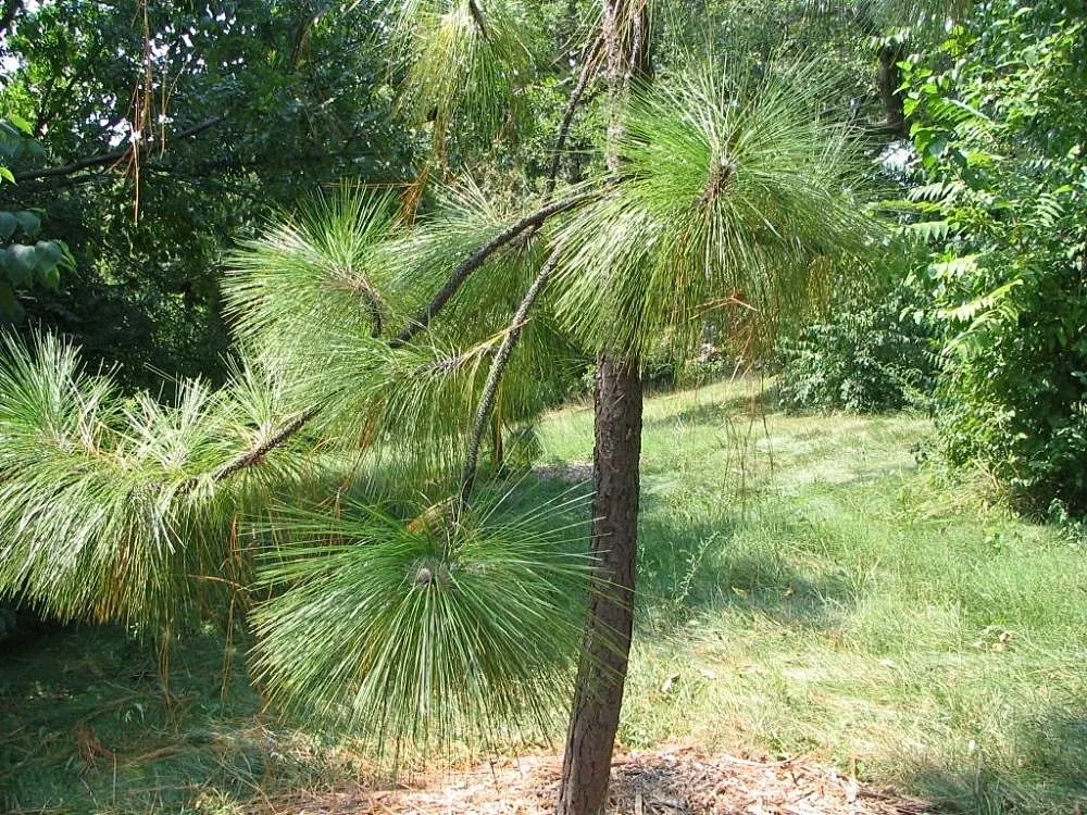 Longleaf Pine (Pinus Palustris) — This stately tree is a majestic choice for expansive landscapes; conifer / tree for full or half