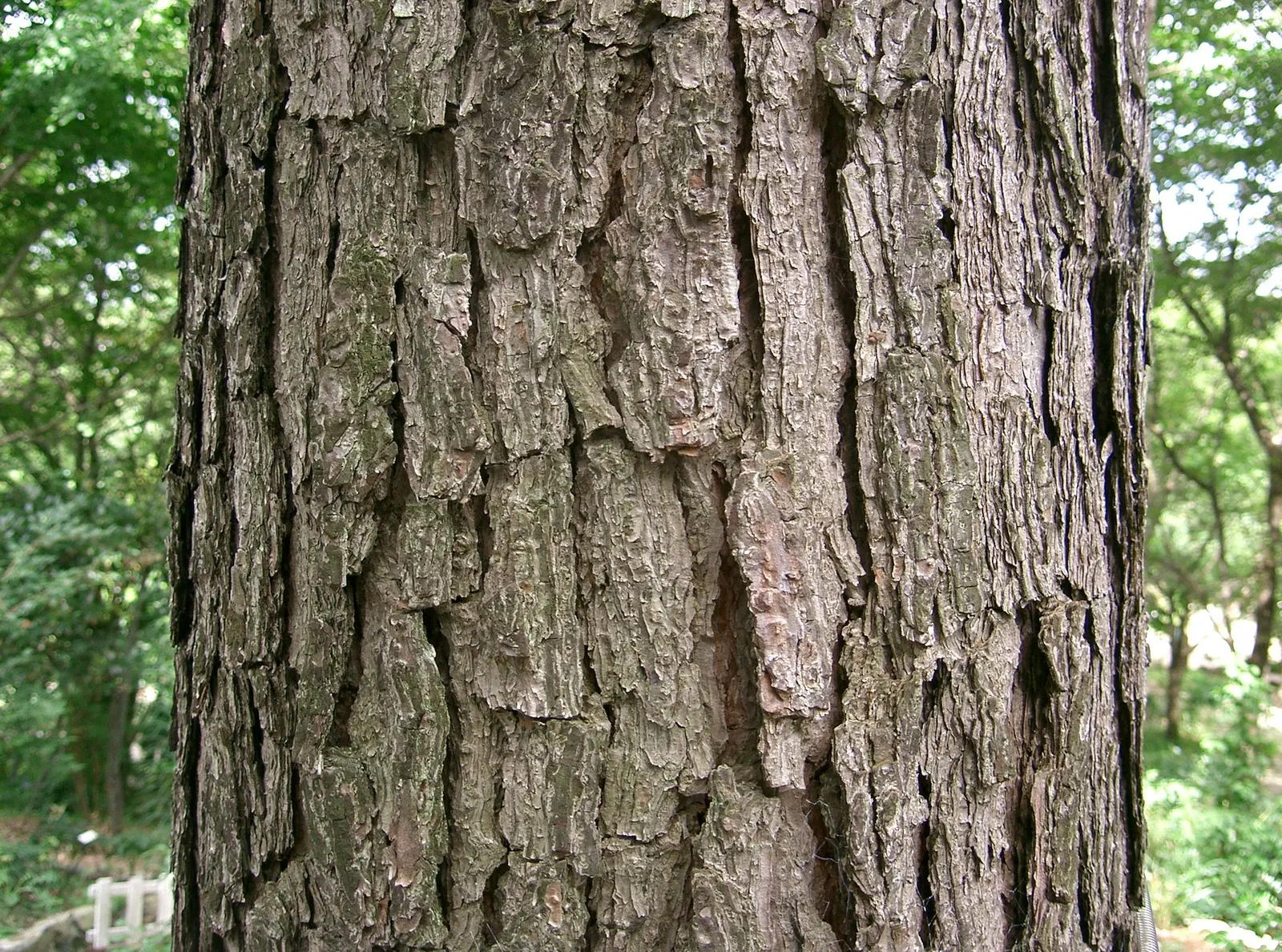 Longleaf Pine (Pinus Palustris) — necessitating ample space for development when placed in a garden landscape