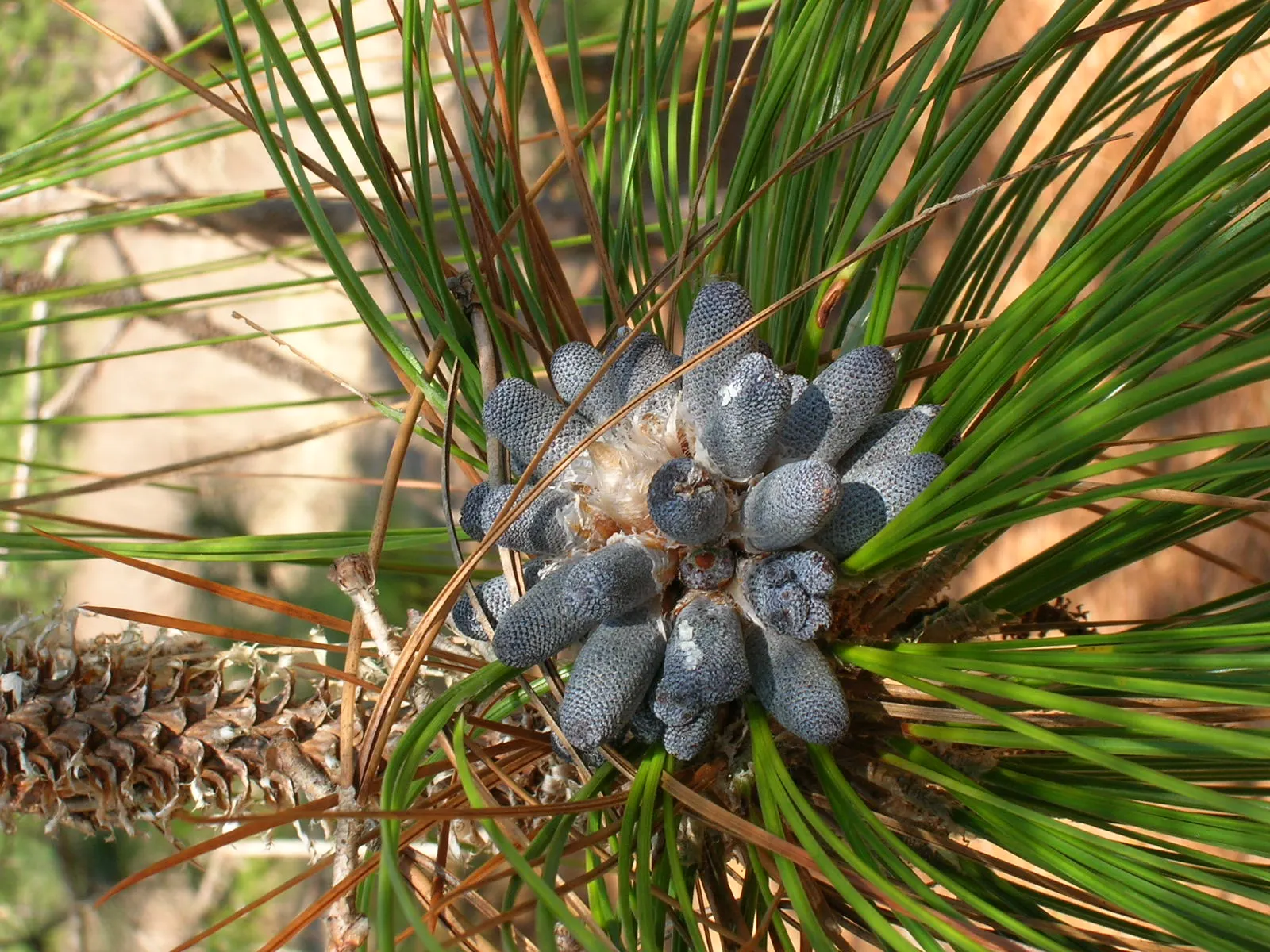 Longleaf Pine (Pinus Palustris) — valued for both its aesthetic appeal and its hardy nature; the Longleaf Pine prefers full sun exposure and thrives in
