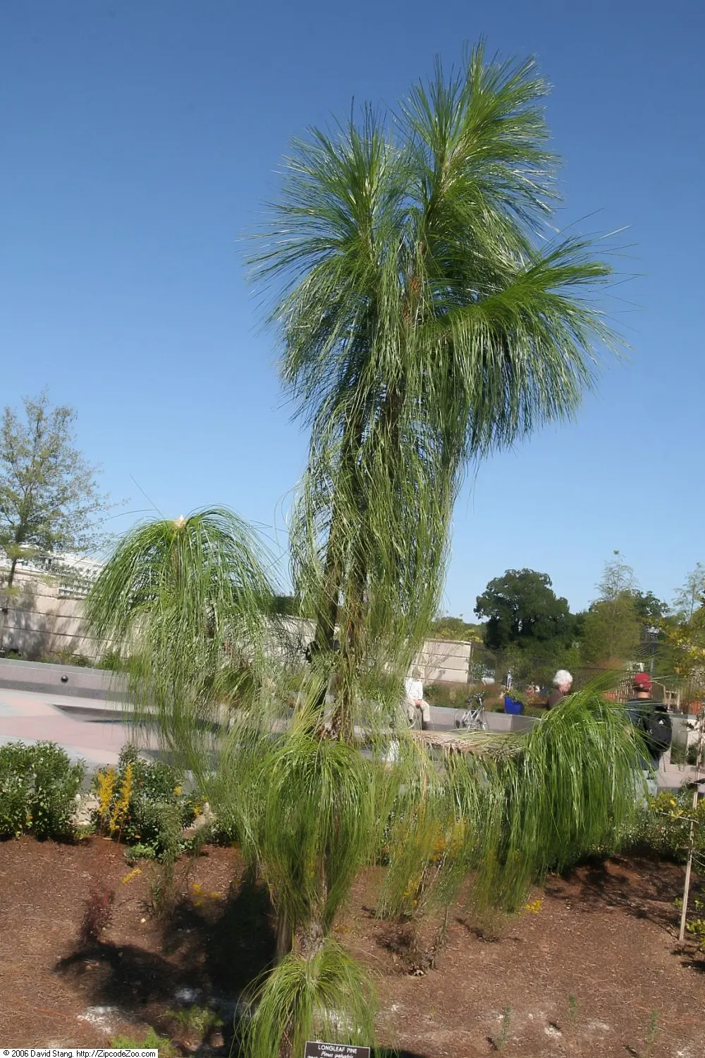 Longleaf Pine (Pinus Palustris) — reaching heights of 100-120 feet with a 2-2.5 feet diameter; planting a Longleaf Pine is an investment in the