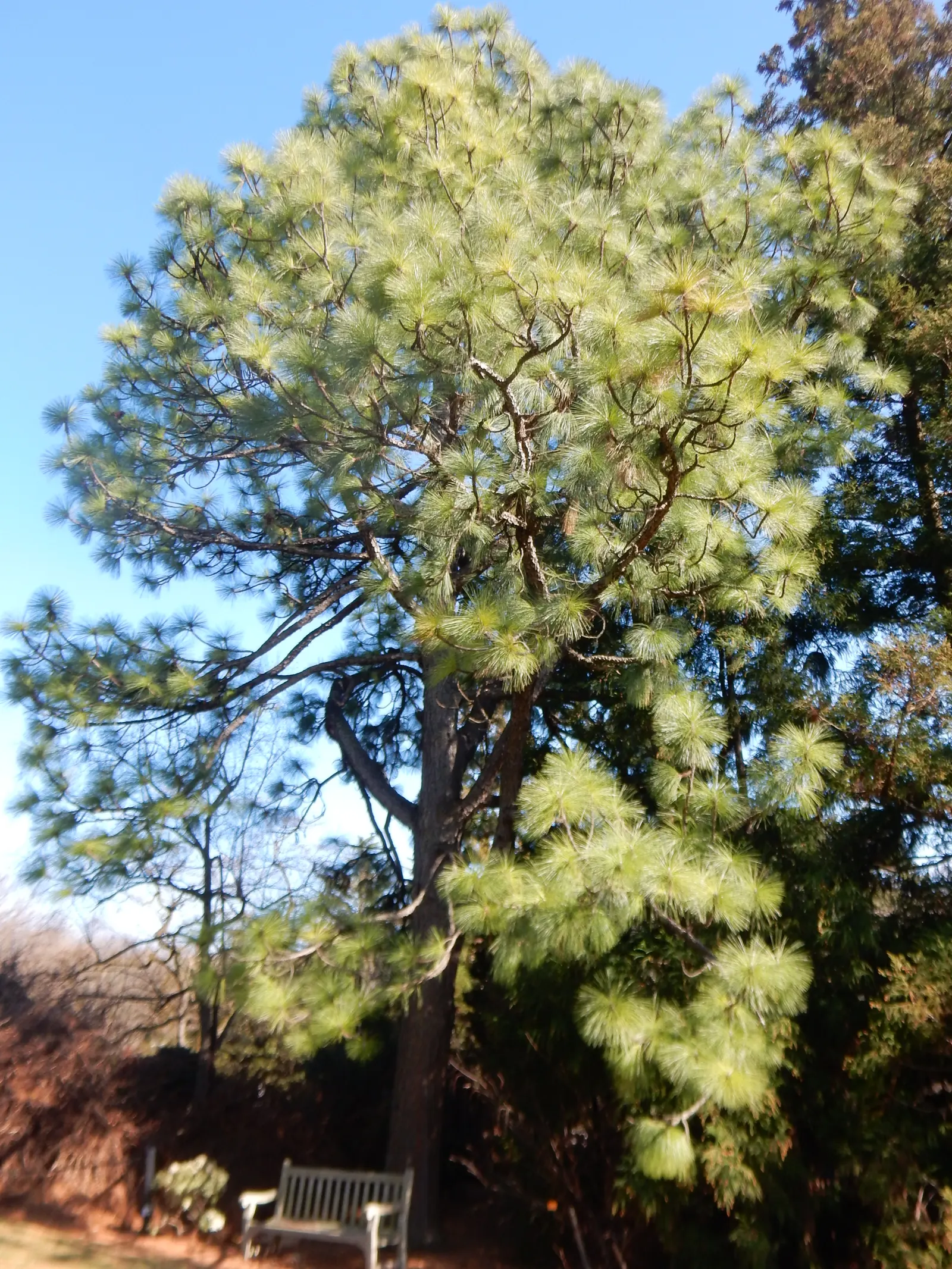 Longleaf Pine (Pinus Palustris) — This stately tree is a majestic choice for expansive landscapes