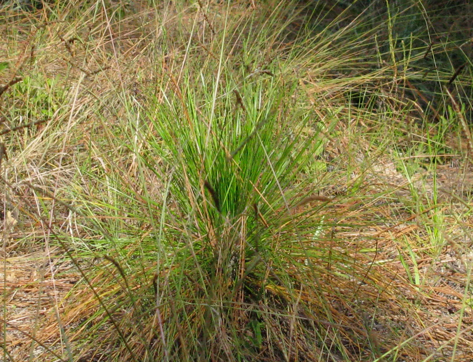 Longleaf Pine (Pinus Palustris) — vital for ecosystems where it naturally occurs; it exhibits a high tolerance for drought
