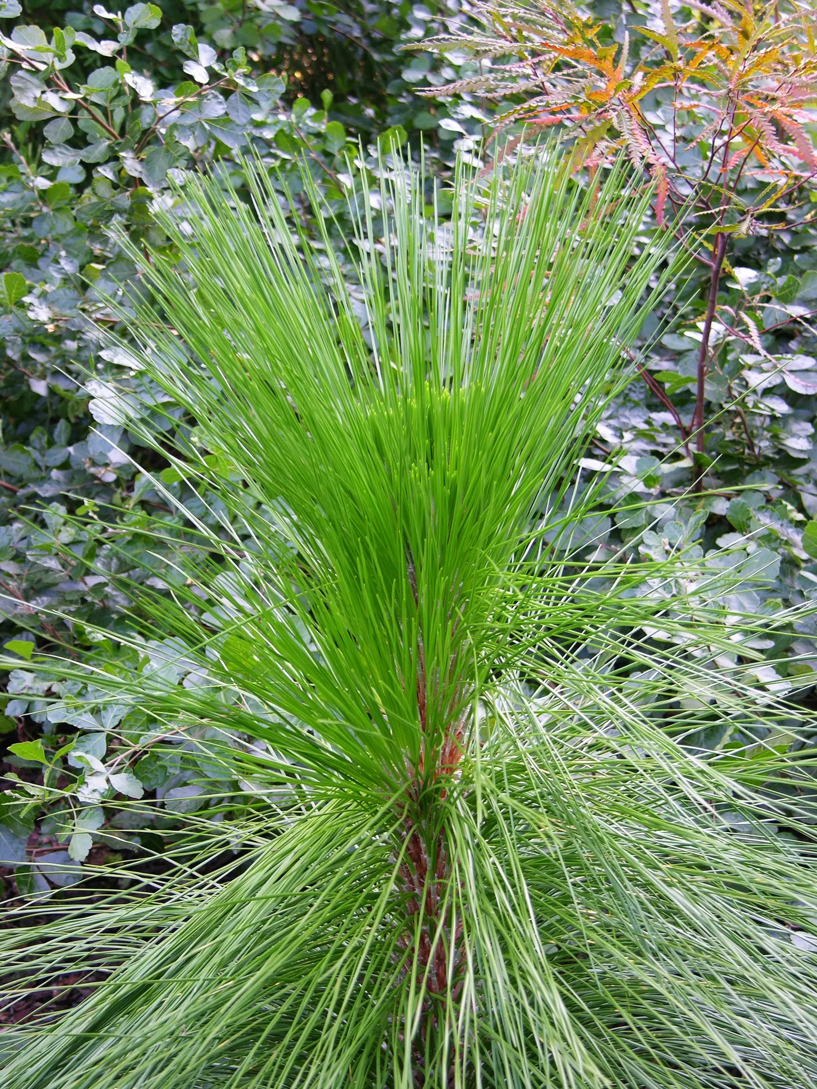 Longleaf Pine (Pinus Palustris) — it thrives in well-drained; reaching heights of 100-120 feet with a 2-2.5 feet diameter