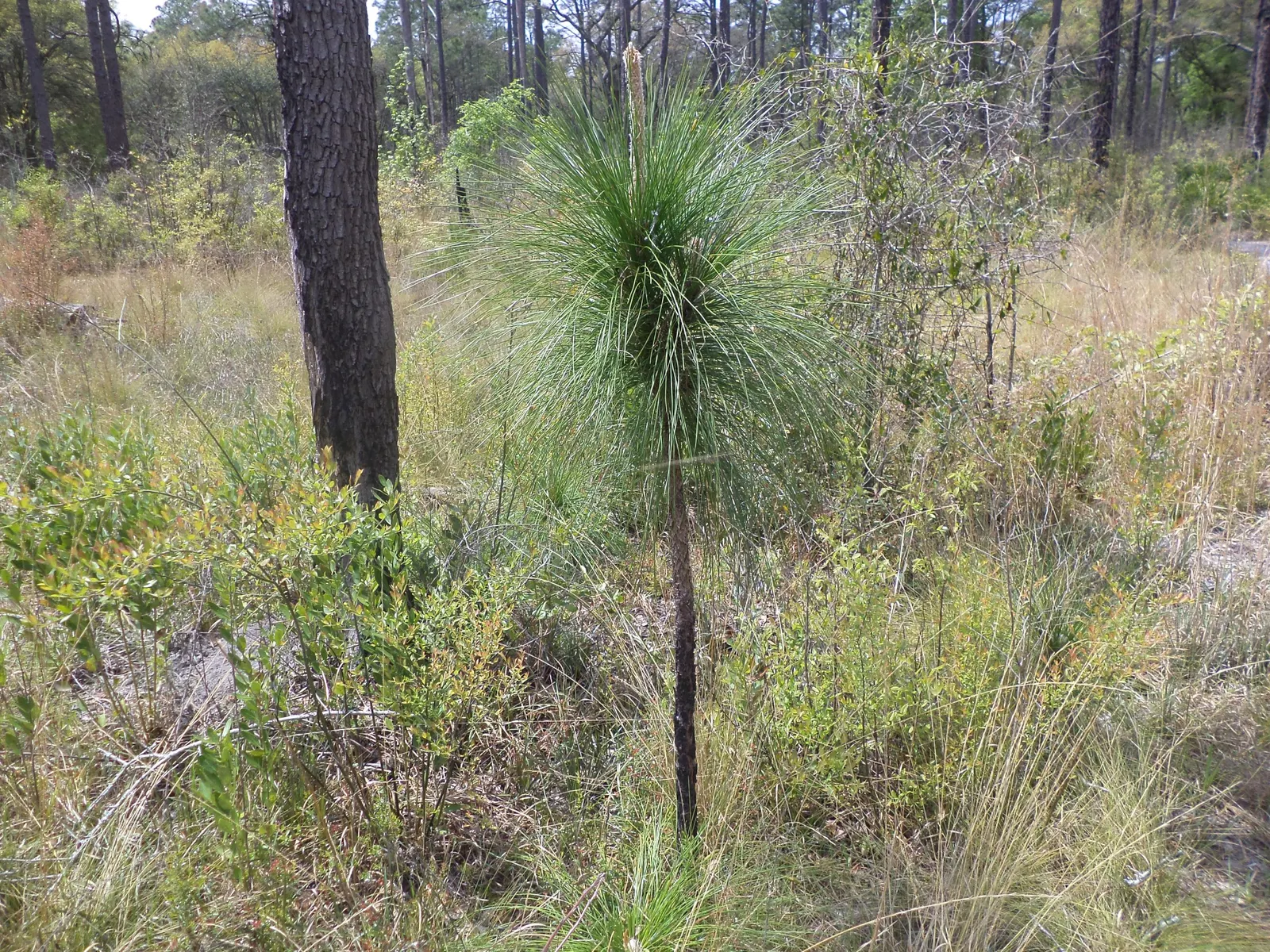 Longleaf Pine (Pinus Palustris) — characteristic of its native habitat in the Southeastern United States