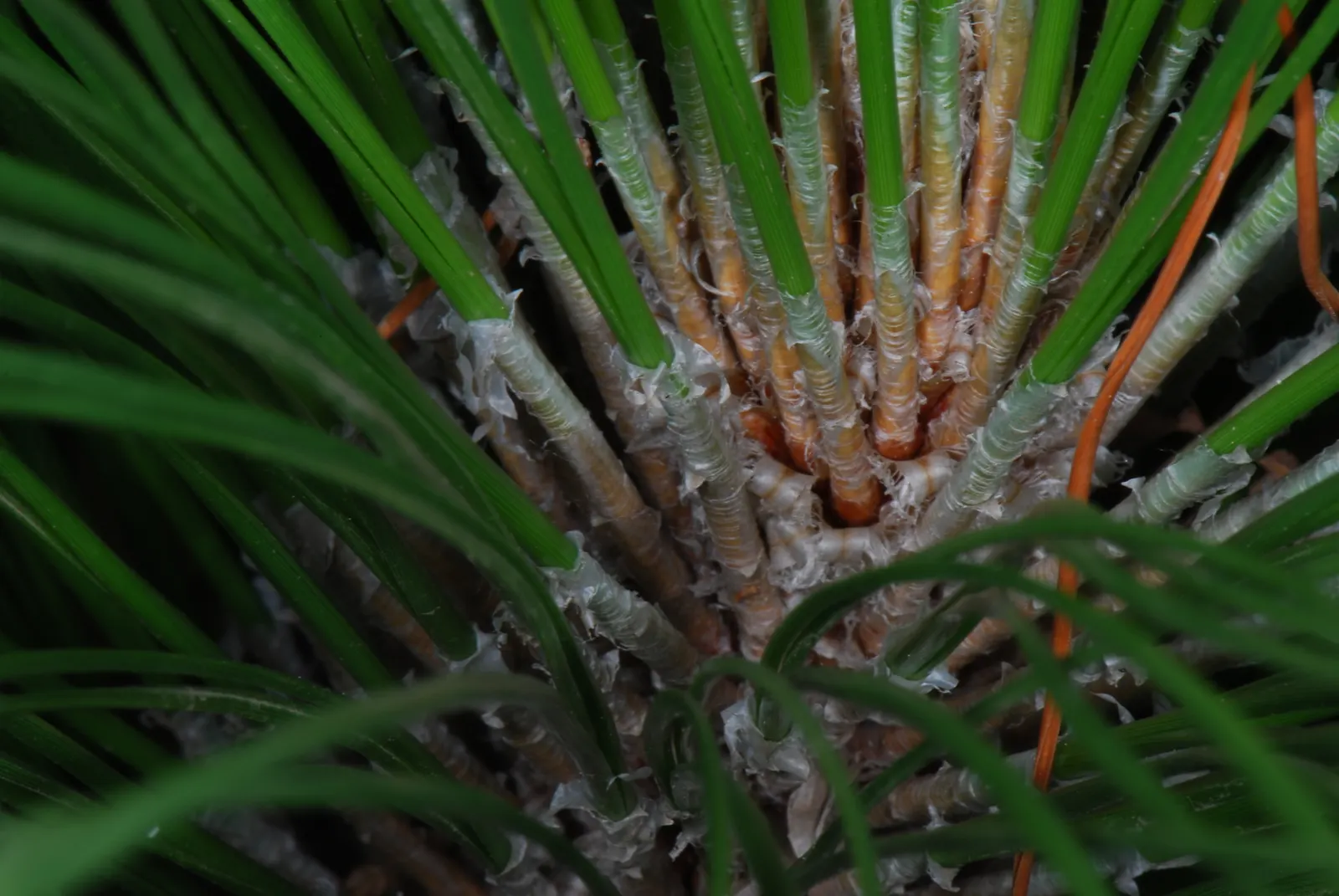 Longleaf Pine (Pinus Palustris) — It exhibits a high tolerance for drought