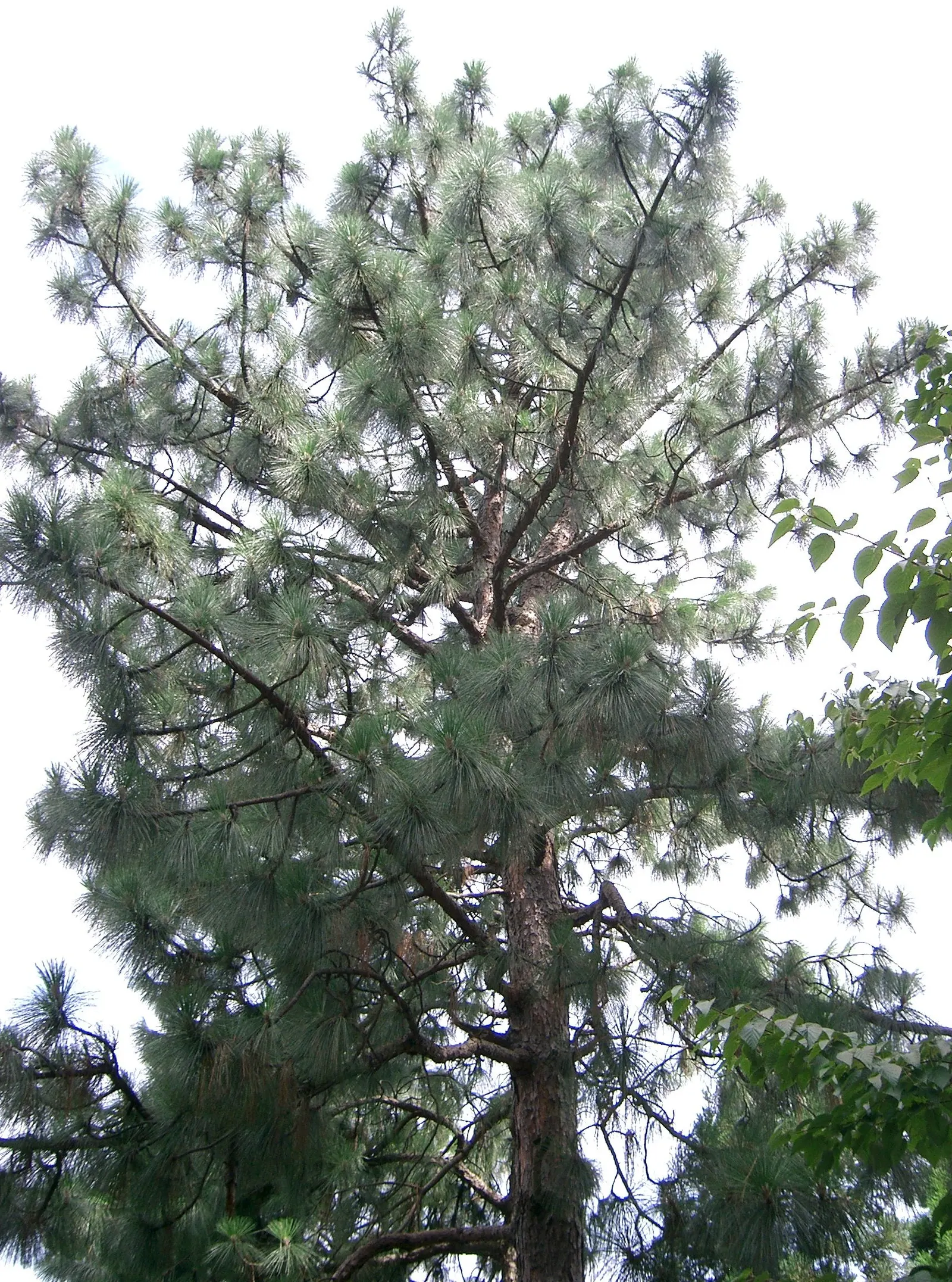 Longleaf Pine (Pinus Palustris) — the Longleaf Pine produces conspicuous cones that are 6 to 10 inches in length