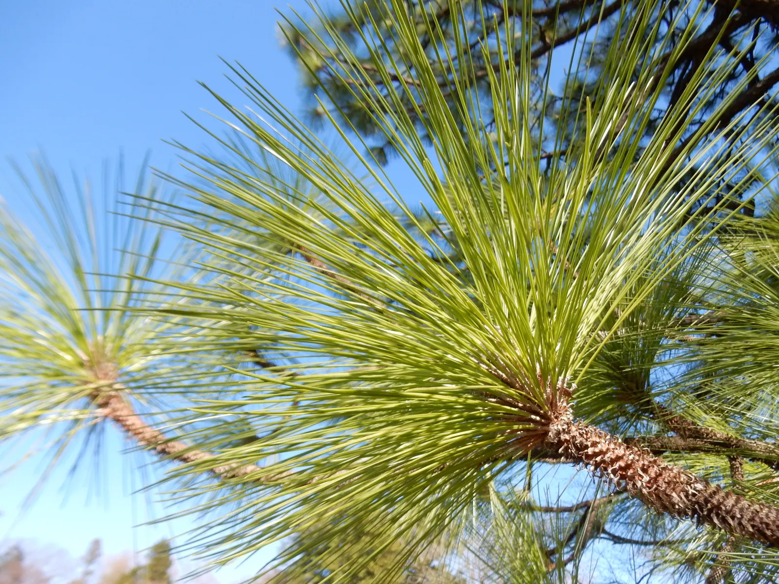 Longleaf Pine (Pinus Palustris) — conifer / tree for full or half; this adaptation is crucial for survival in fire-prone environments and illustrates the