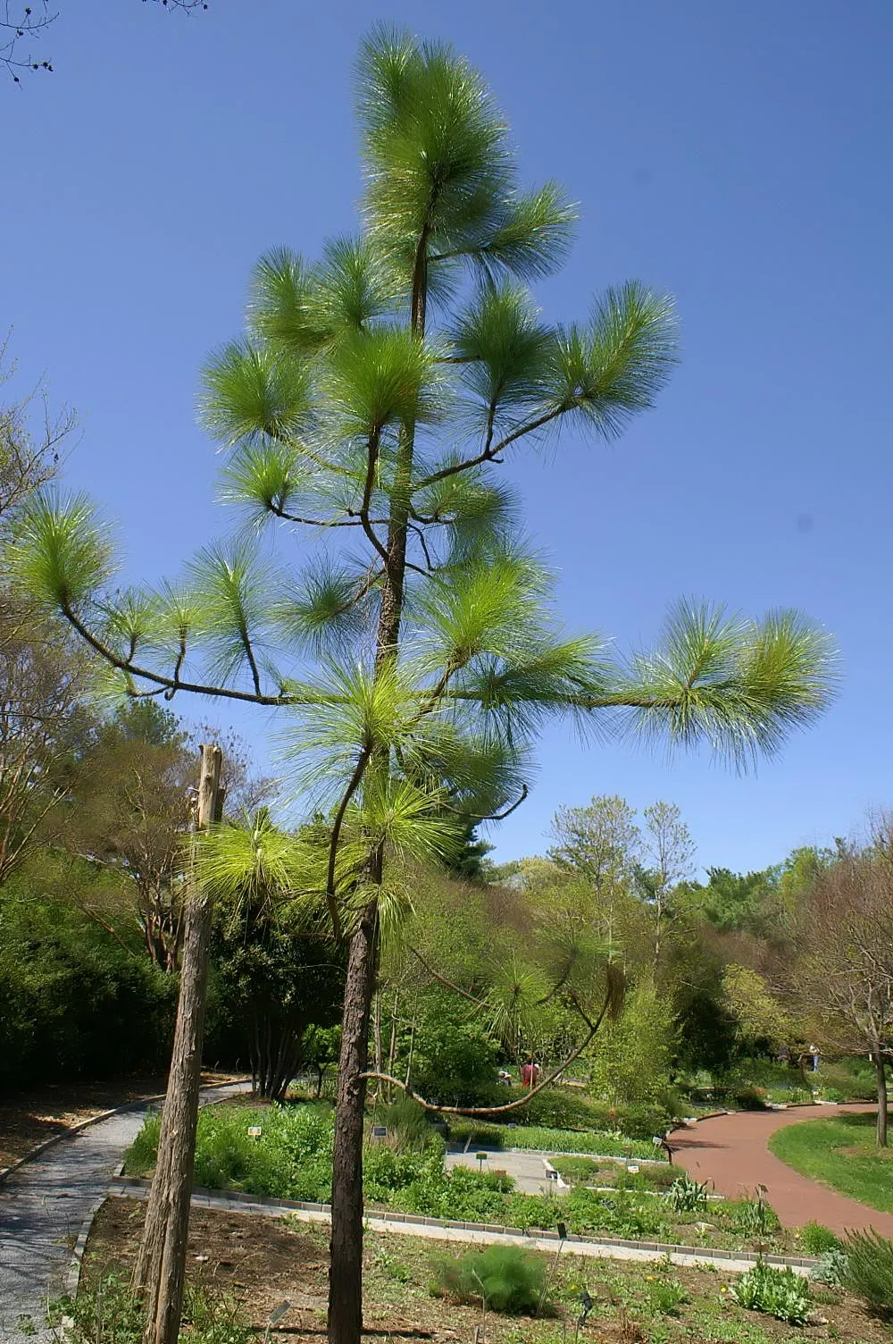 Longleaf Pine (Pinus Palustris) — Its long needles, up to 18 inches, grow in bundles of three, while large, 6-10 inch cones adorn the branches; these needles