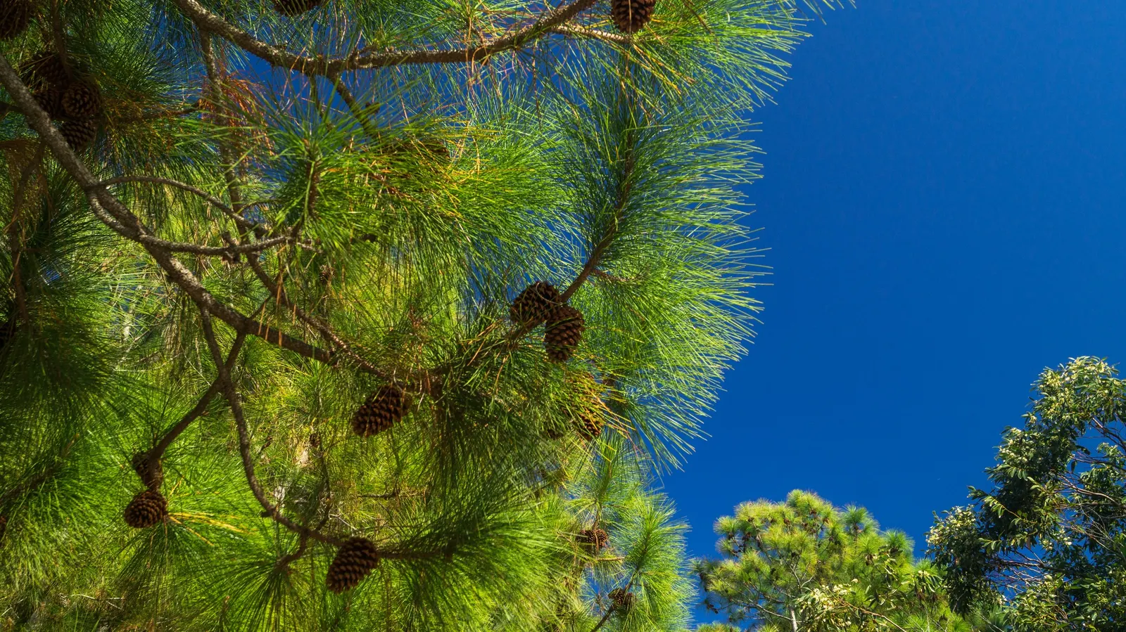 Longleaf Pine (Pinus Palustris) — the Longleaf Pine becomes a magnificent specimen; vital for ecosystems where it naturally occurs