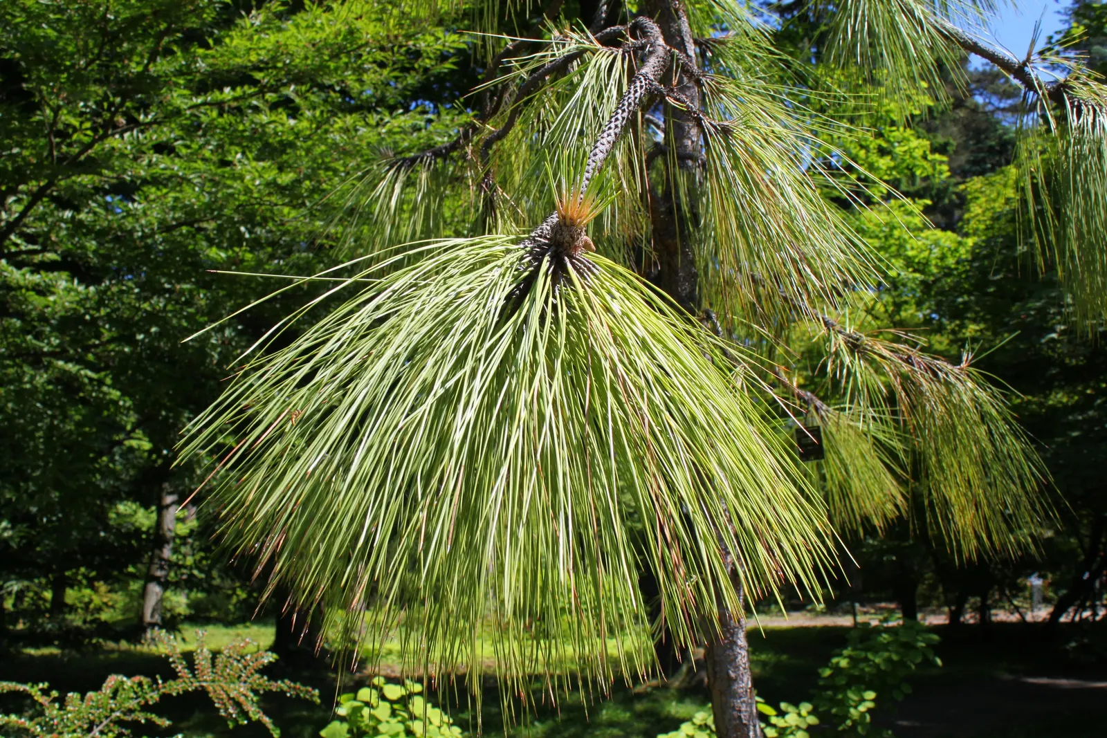 Longleaf Pine (Pinus Palustris) — It frequently serves as a centerpiece in landscape designs