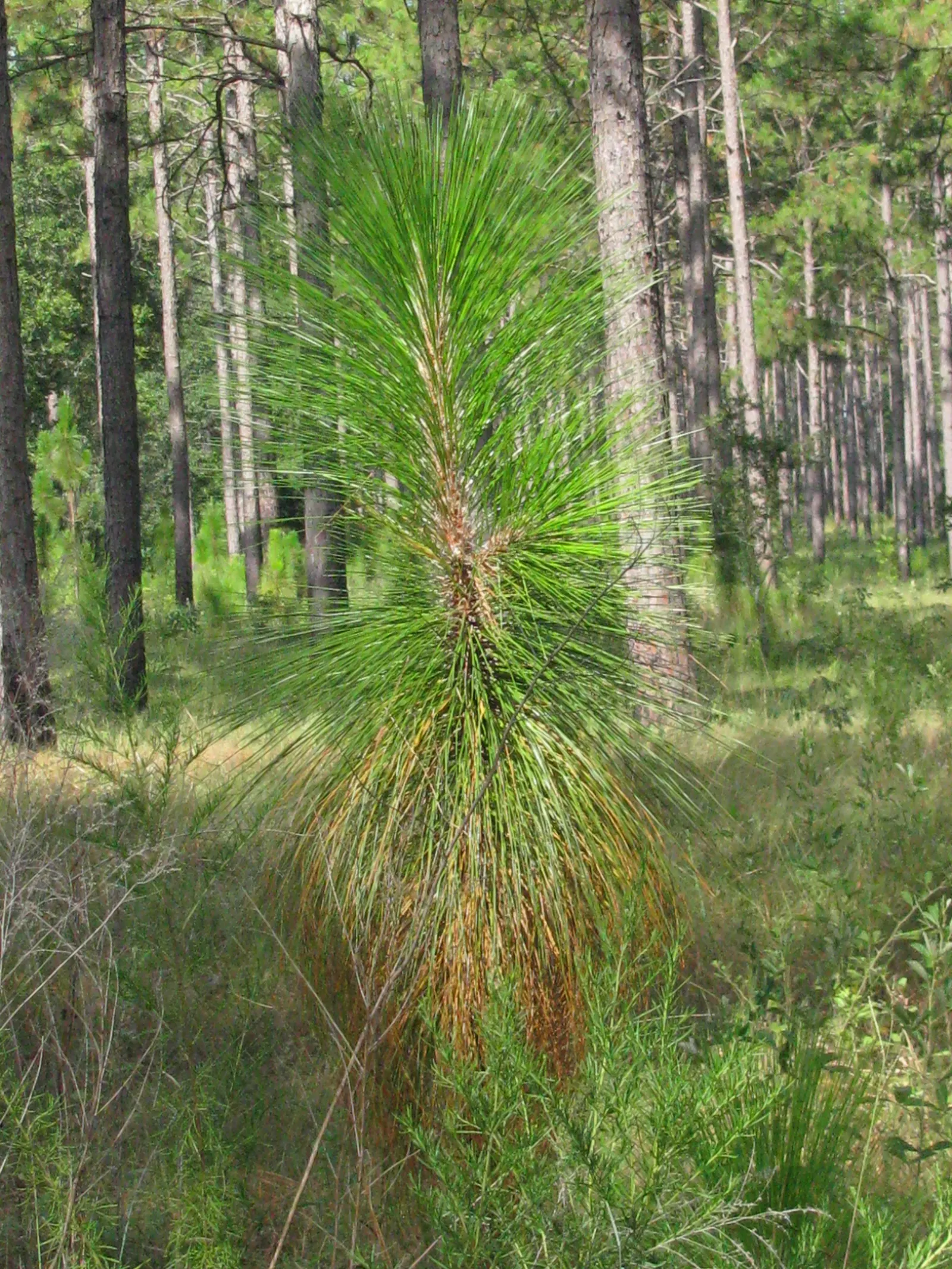 Longleaf Pine (Pinus Palustris) — It exhibits a high tolerance for drought; and are grouped in fascicles of three