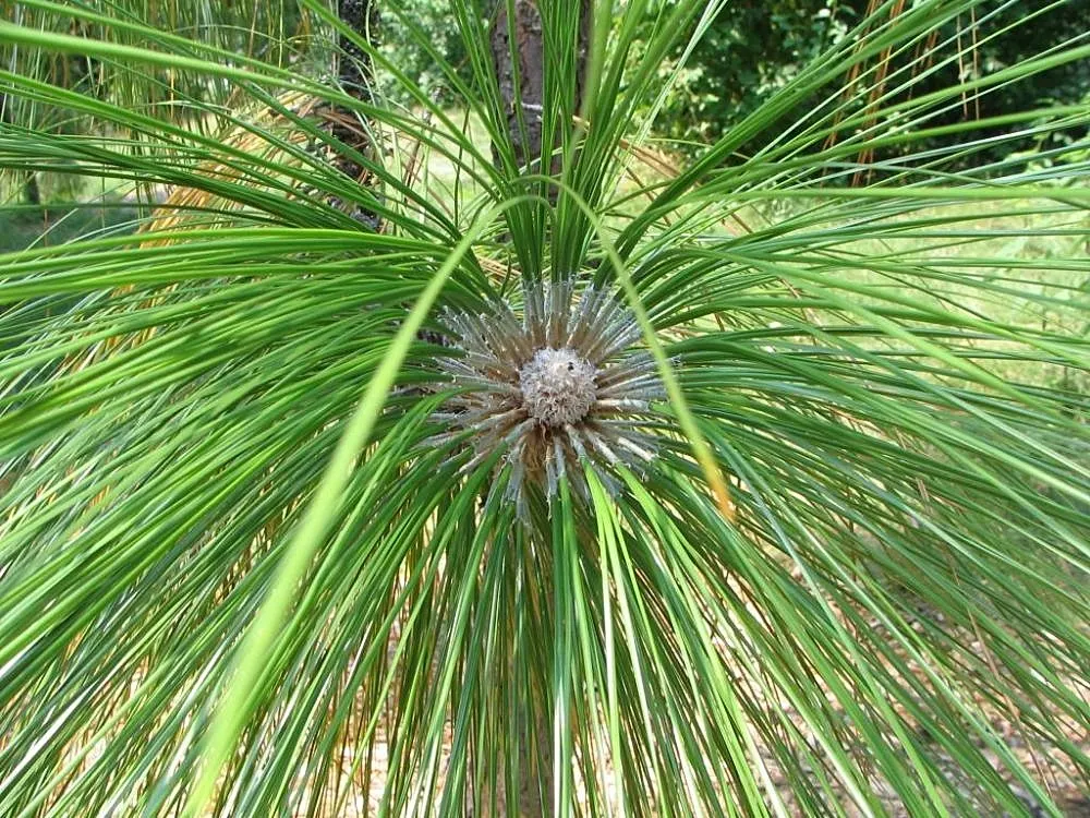 Longleaf Pine (Pinus Palustris) — valued for both its aesthetic appeal and its hardy nature