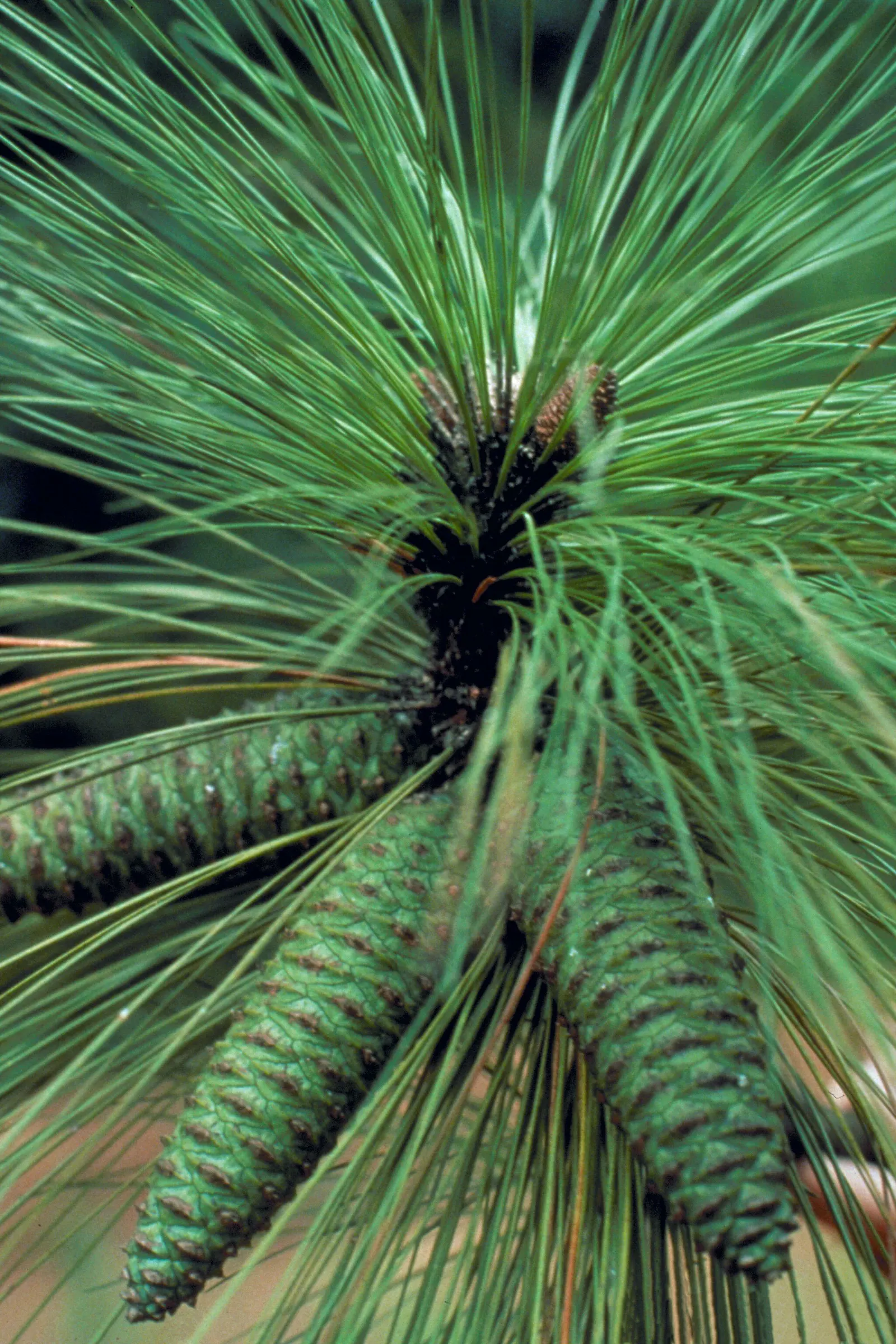 Longleaf Pine (Pinus Palustris) — The Longleaf Pine prefers full sun exposure and thrives in well-drained