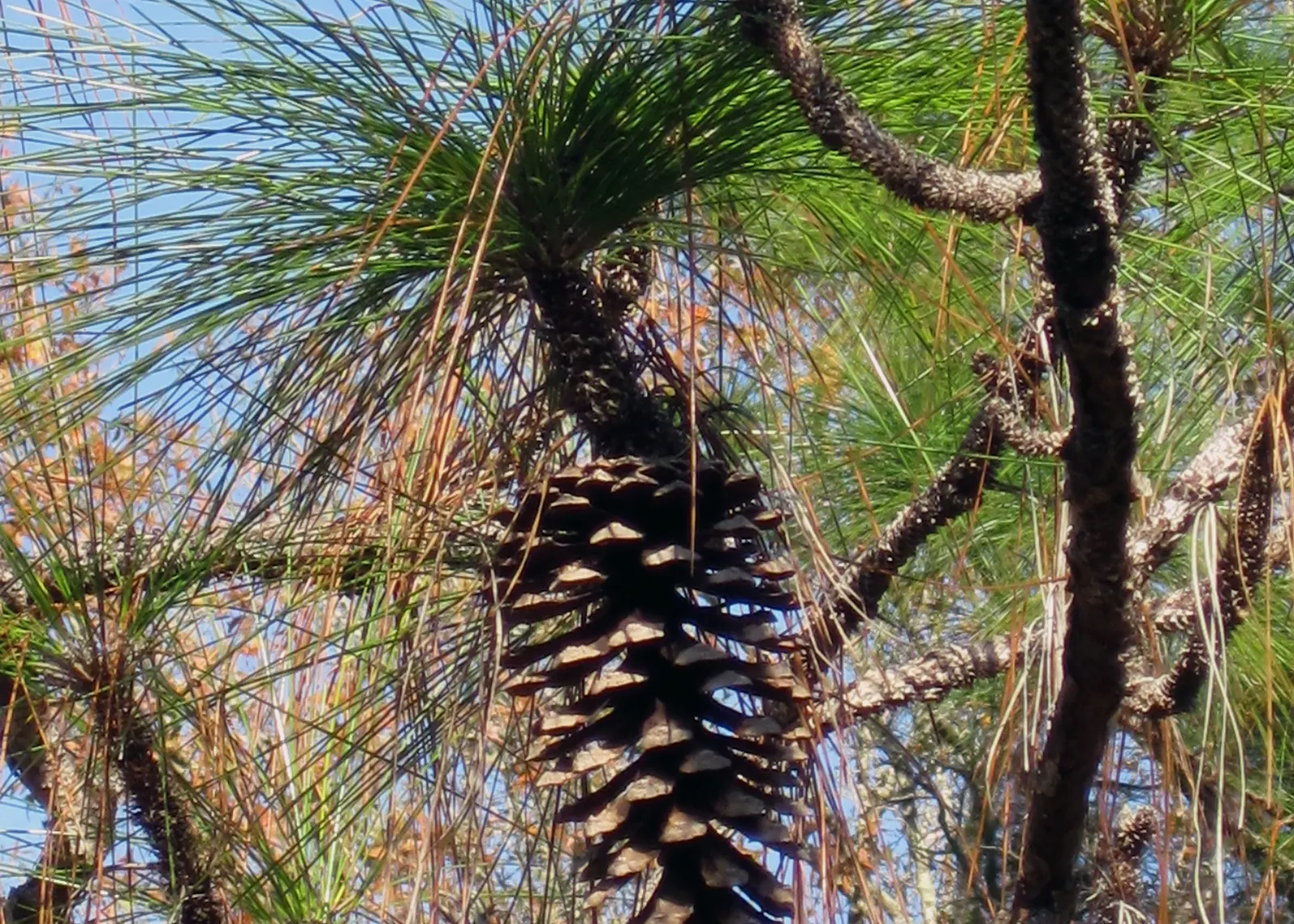 Longleaf Pine (Pinus Palustris) — With a lifespan that can exceed 300 years