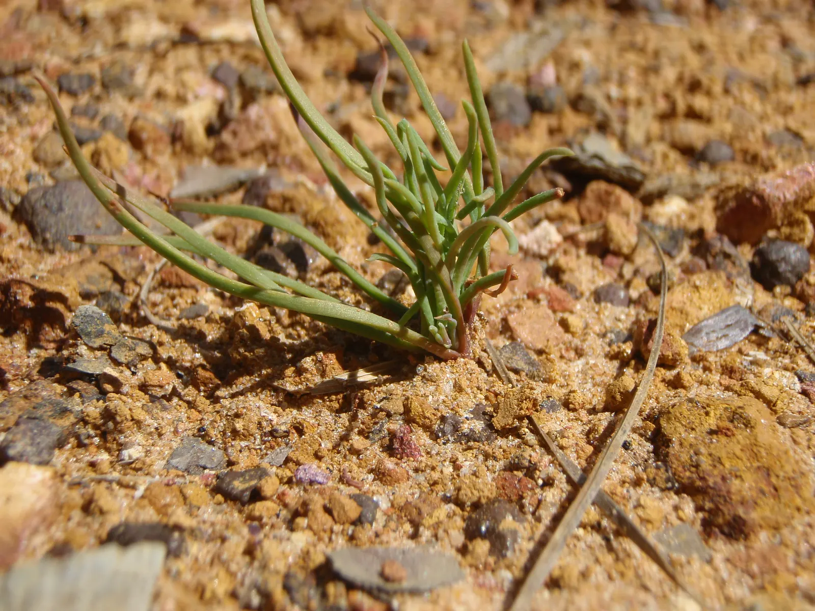 Longleaf Pine (Pinus Palustris) — The Longleaf Pine (Pinus palustris) is renowned for its towering stature and longevity; it thrives in well-drained