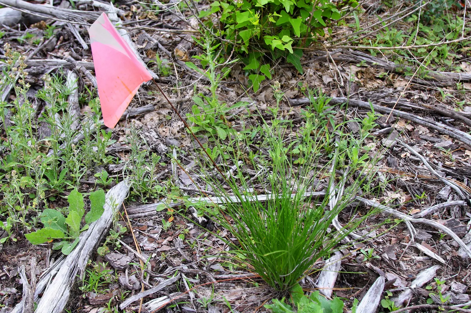Longleaf Pine (Pinus Palustris) — This adaptation is crucial for survival in fire-prone environments and illustrates the tree\'s resilience; embodying strength