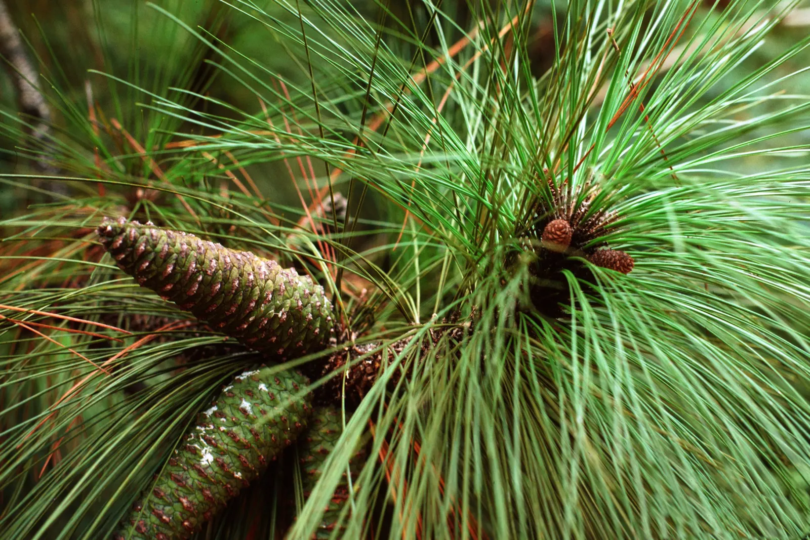 Longleaf Pine (Pinus Palustris) — The Longleaf Pine (Pinus palustris) is renowned for its towering stature and longevity; it thrives in well-drained, image 47