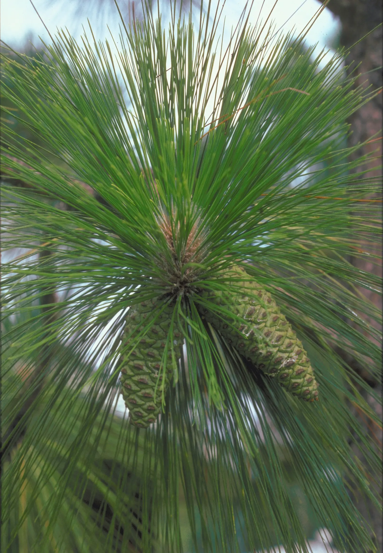 Longleaf Pine (Pinus Palustris) — and are grouped in fascicles of three