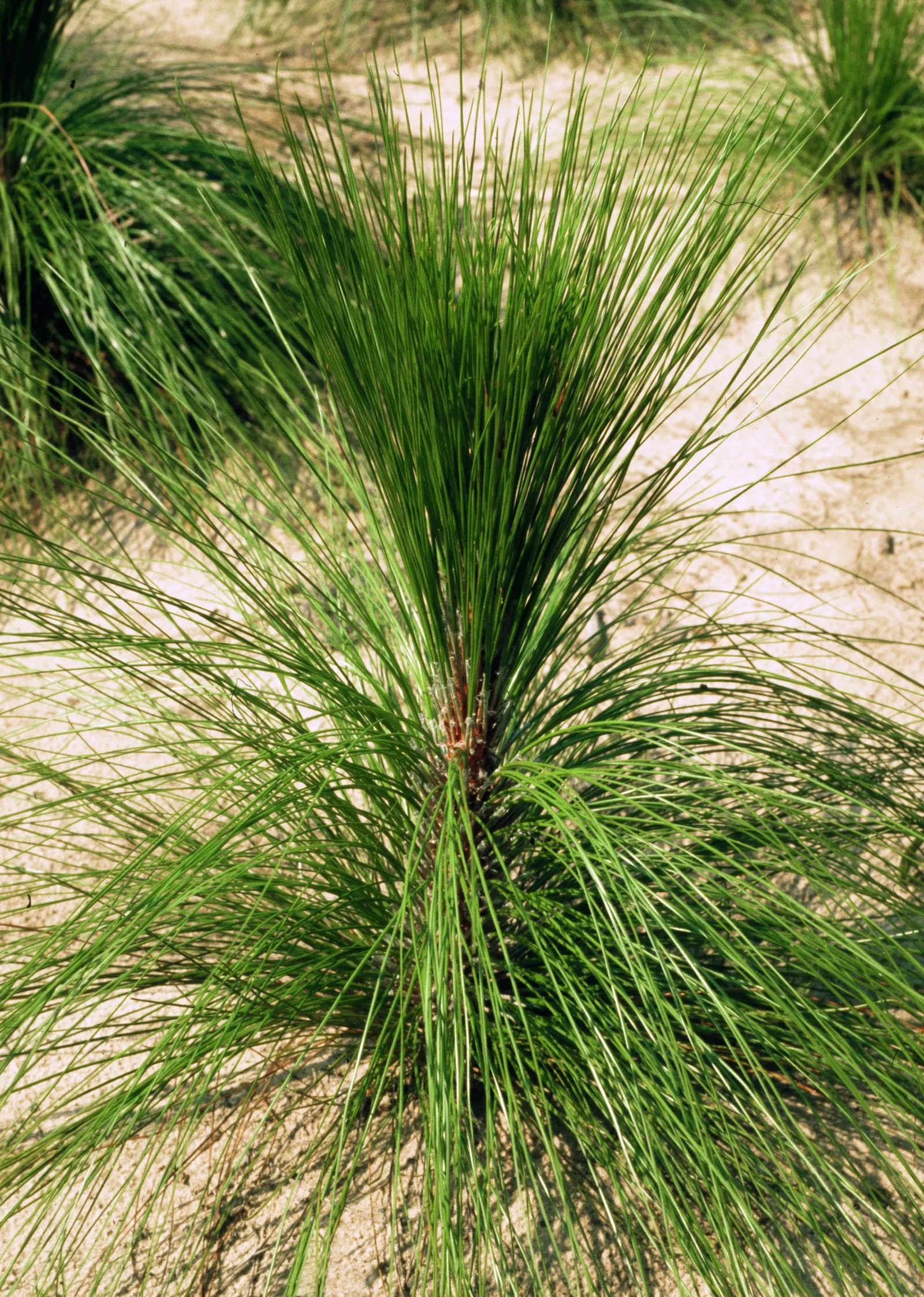 Longleaf Pine (Pinus Palustris) — characteristic of its native habitat in the Southeastern United States; with a lifespan that can exceed 300 years