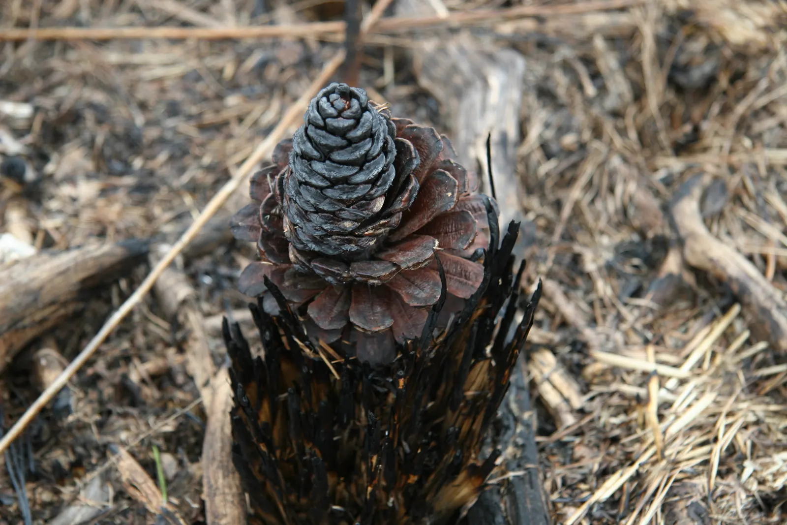 Longleaf Pine (Pinus Palustris) — The Longleaf Pine prefers full sun exposure and thrives in well-drained; its long needles, up to 18 inches, grow in bundles