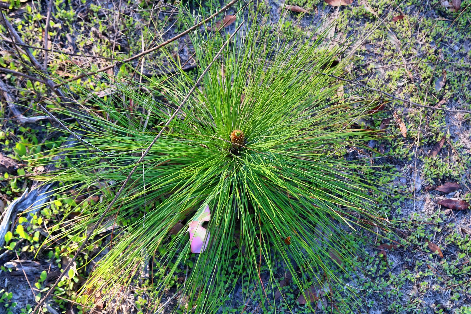 Longleaf Pine (Pinus Palustris) — These needles create a soft, feathery texture that contrasts strikingly with the reddish-brown, scaly bark; it frequently