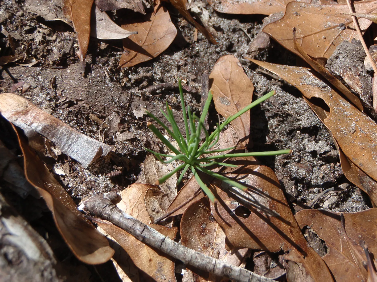 Longleaf Pine (Pinus Palustris) — planting a Longleaf Pine is an investment in the future.<br><br>Its height ranges from 60 to 100 feet; sandy soils and is