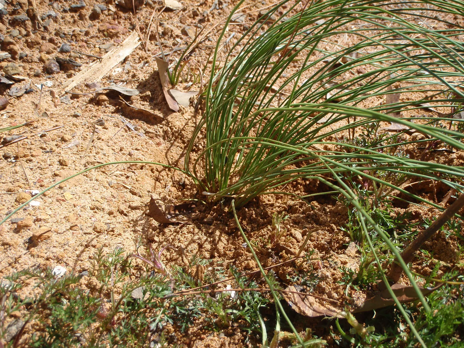 Longleaf Pine (Pinus Palustris) — it thrives in well-drained