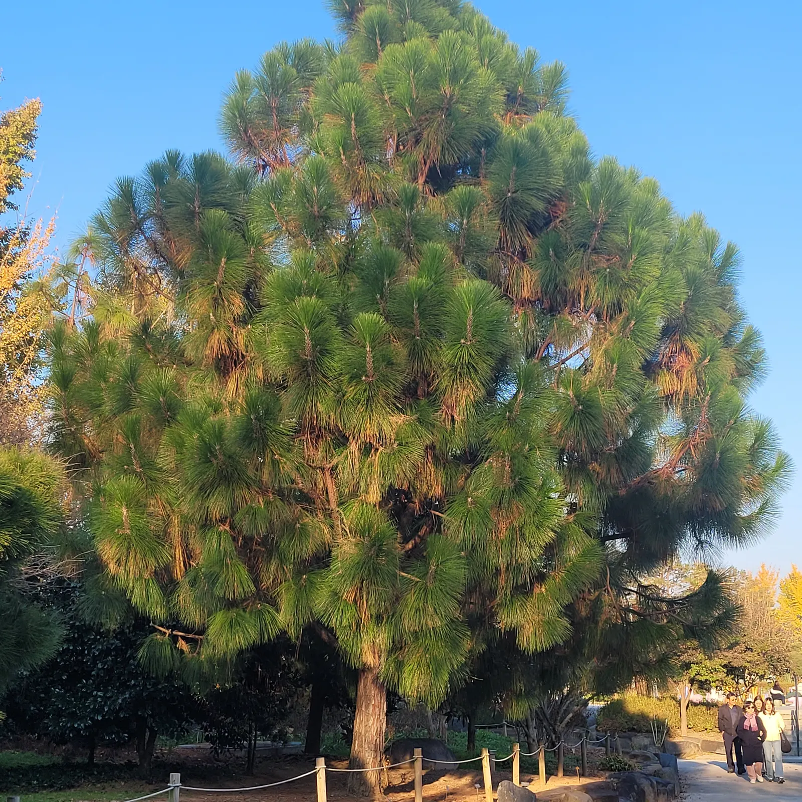 Longleaf Pine (Pinus Palustris) — This adaptation is crucial for survival in fire-prone environments and illustrates the tree\'s resilience