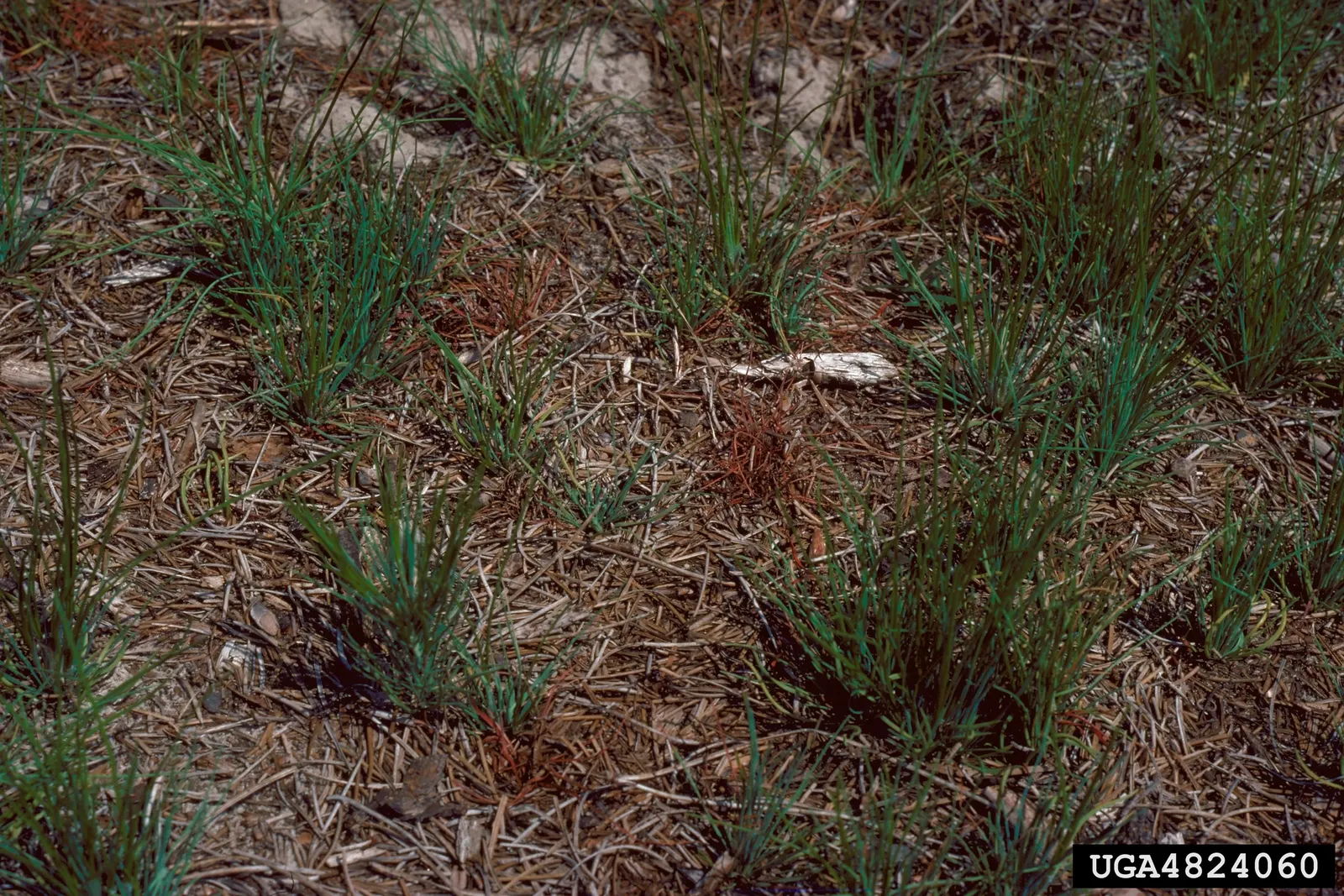 Longleaf Pine (Pinus Palustris) — Its long needles, up to 18 inches, grow in bundles of three, while large, 6-10 inch cones adorn the branches