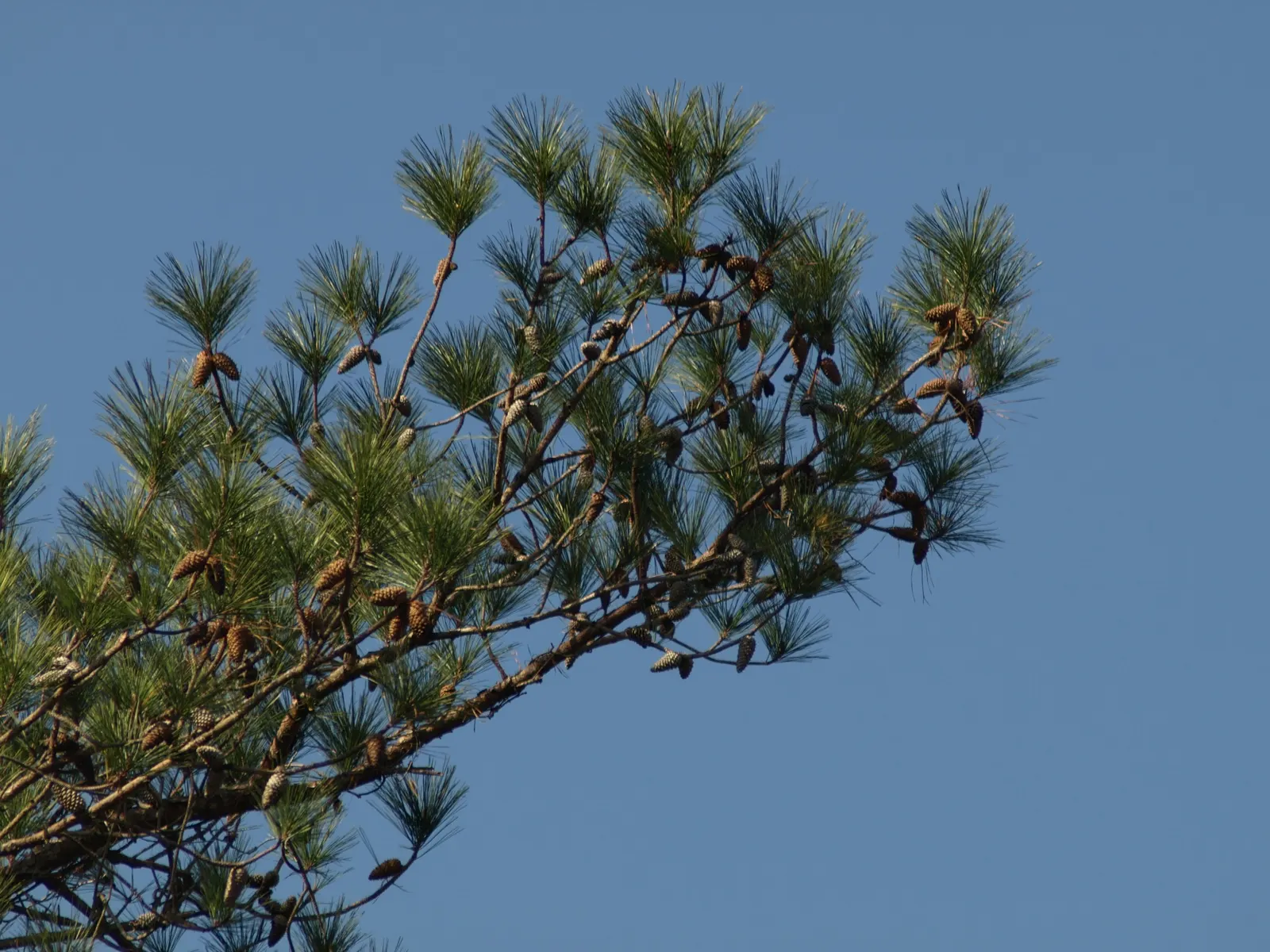 Longleaf Pine (Pinus Palustris) — The Longleaf Pine (Pinus palustris) is renowned for its towering stature and longevity