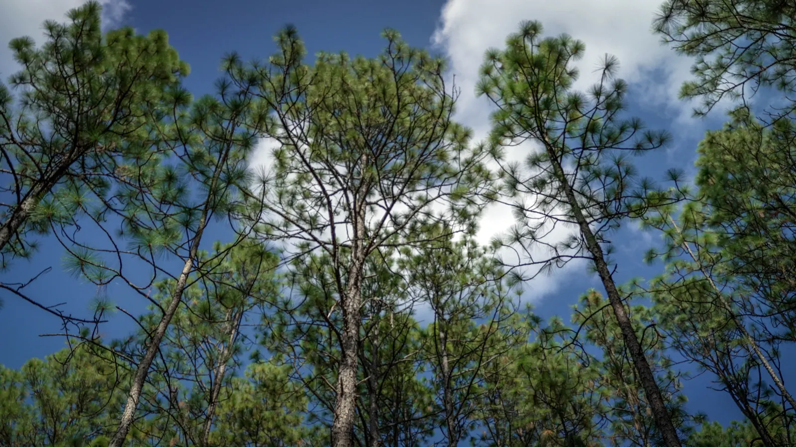 Longleaf Pine (Pinus Palustris) — sandy soils and is fire-adapted