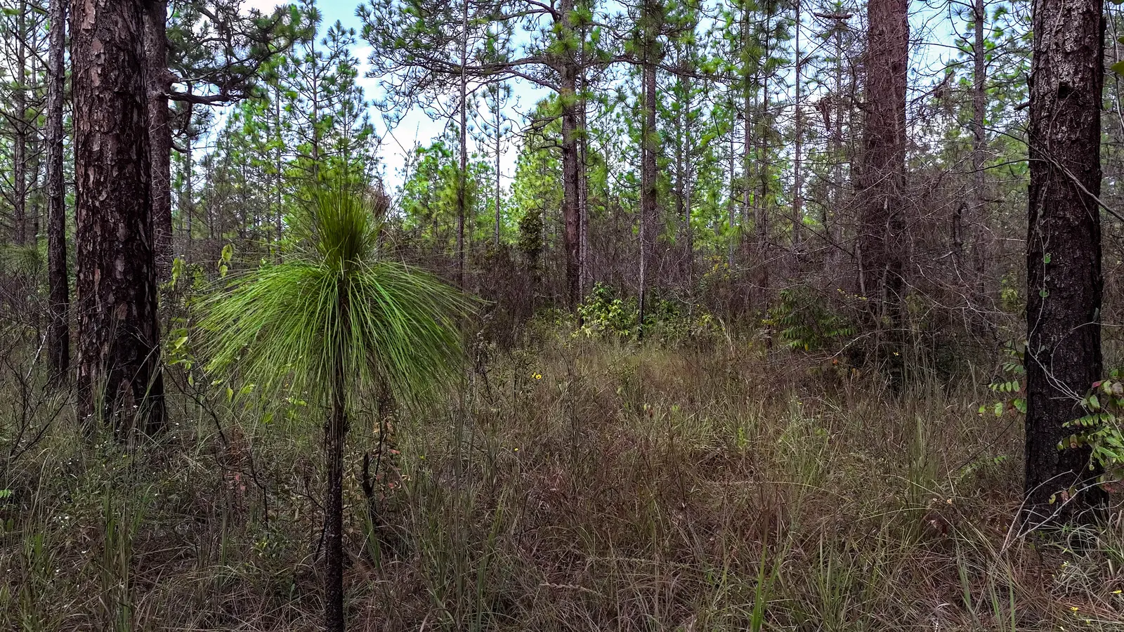 Longleaf Pine (Pinus Palustris) — necessitating ample space for development when placed in a garden landscape; the Longleaf Pine produces conspicuous cones