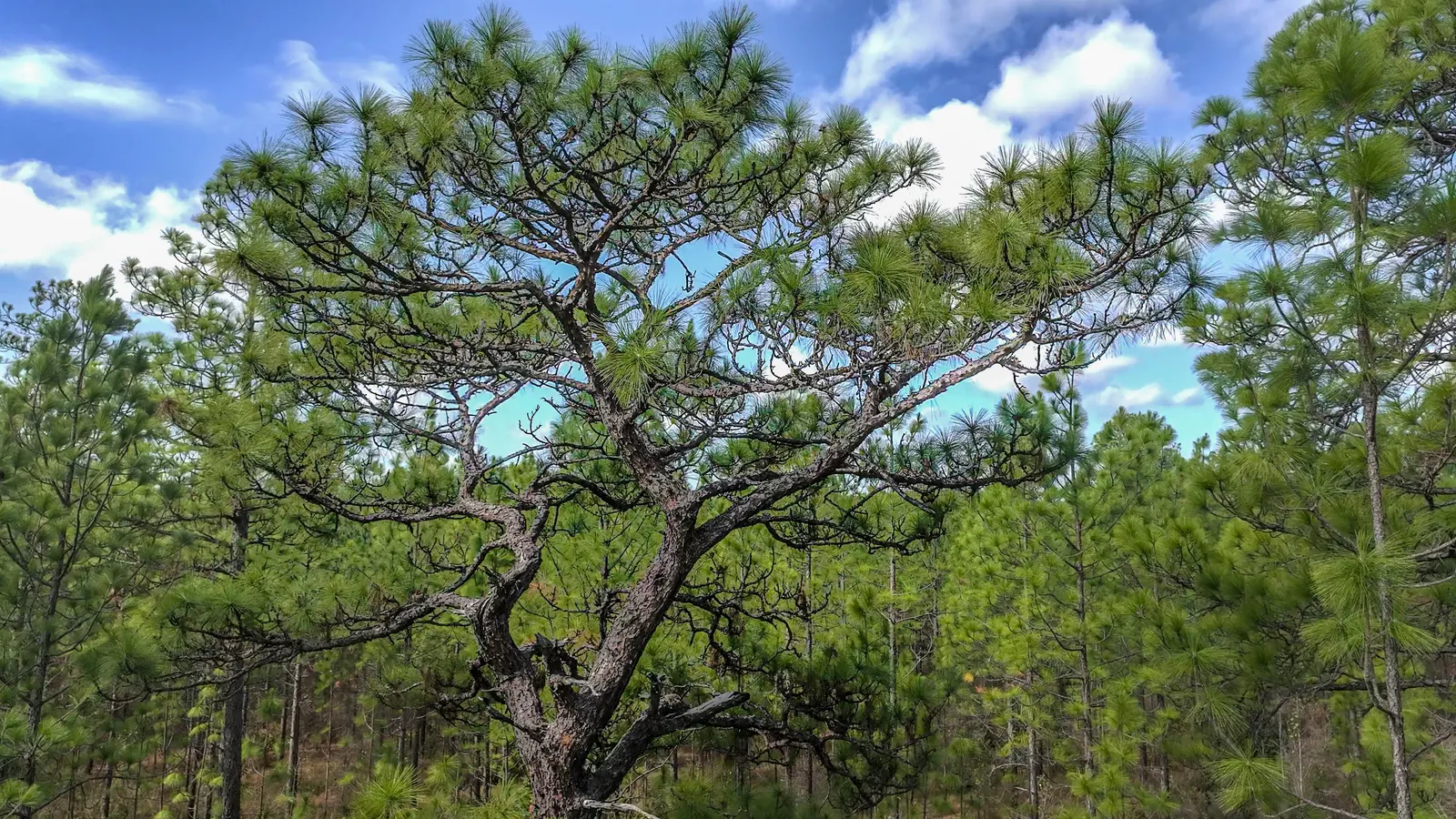 Longleaf Pine (Pinus Palustris) — conifer / tree for full or half