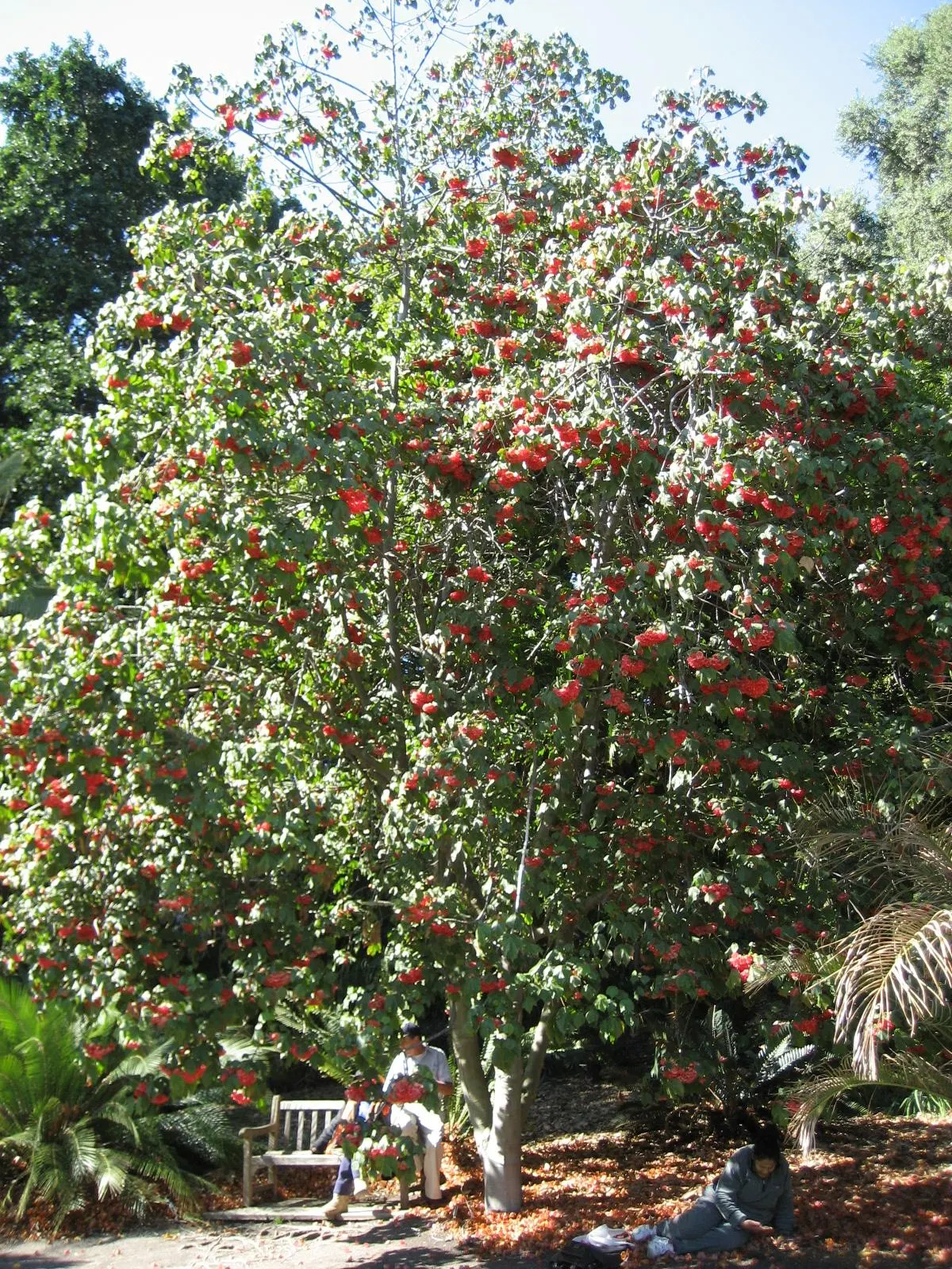 Strawberry Snowball Tree (Dombeya Cacuminum) — Heart-shaped, velvety leaves offer a lush backdrop