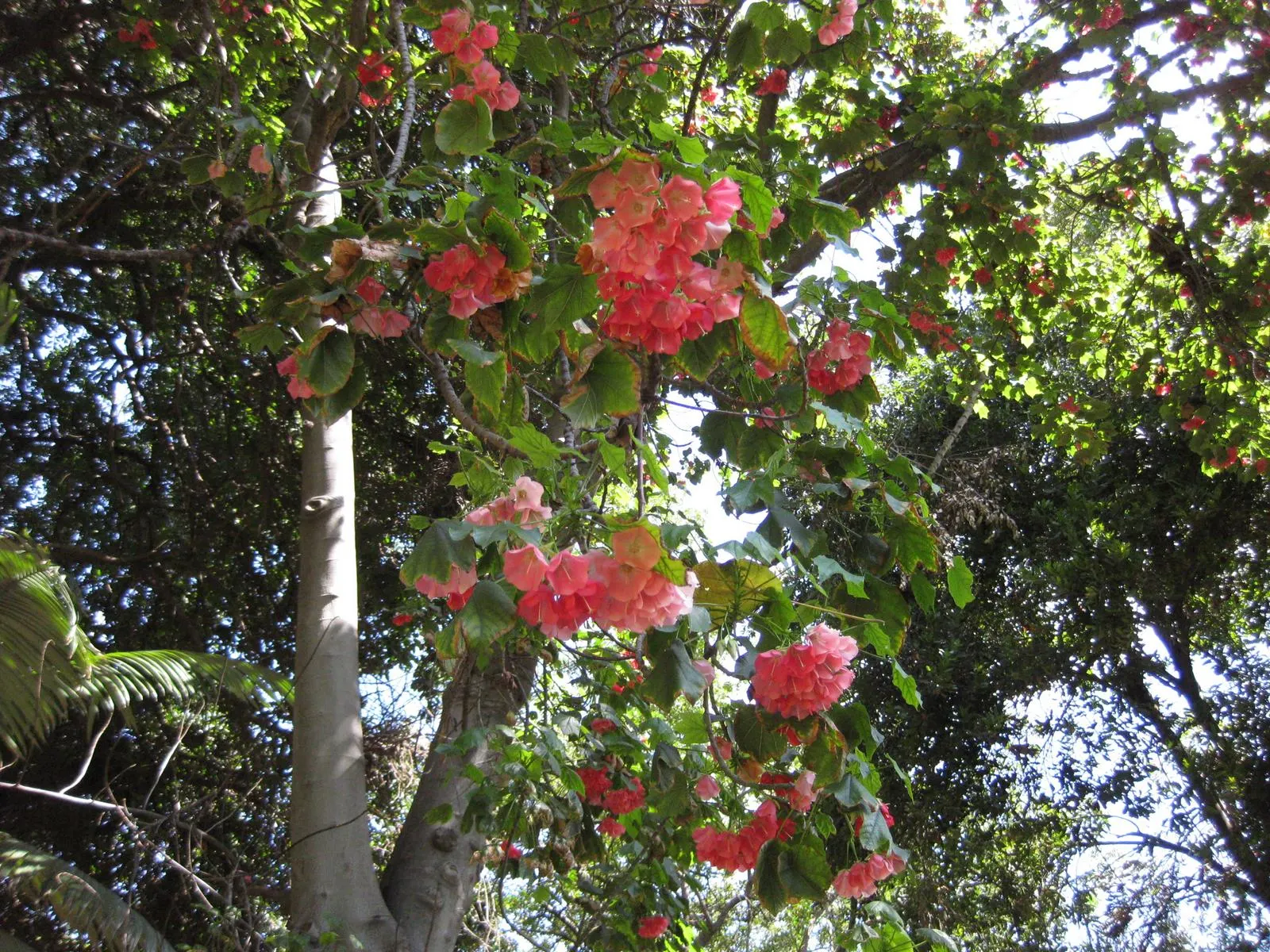Strawberry Snowball Tree (Dombeya Cacuminum) — scientifically referred to as Dombeya cacuminum
