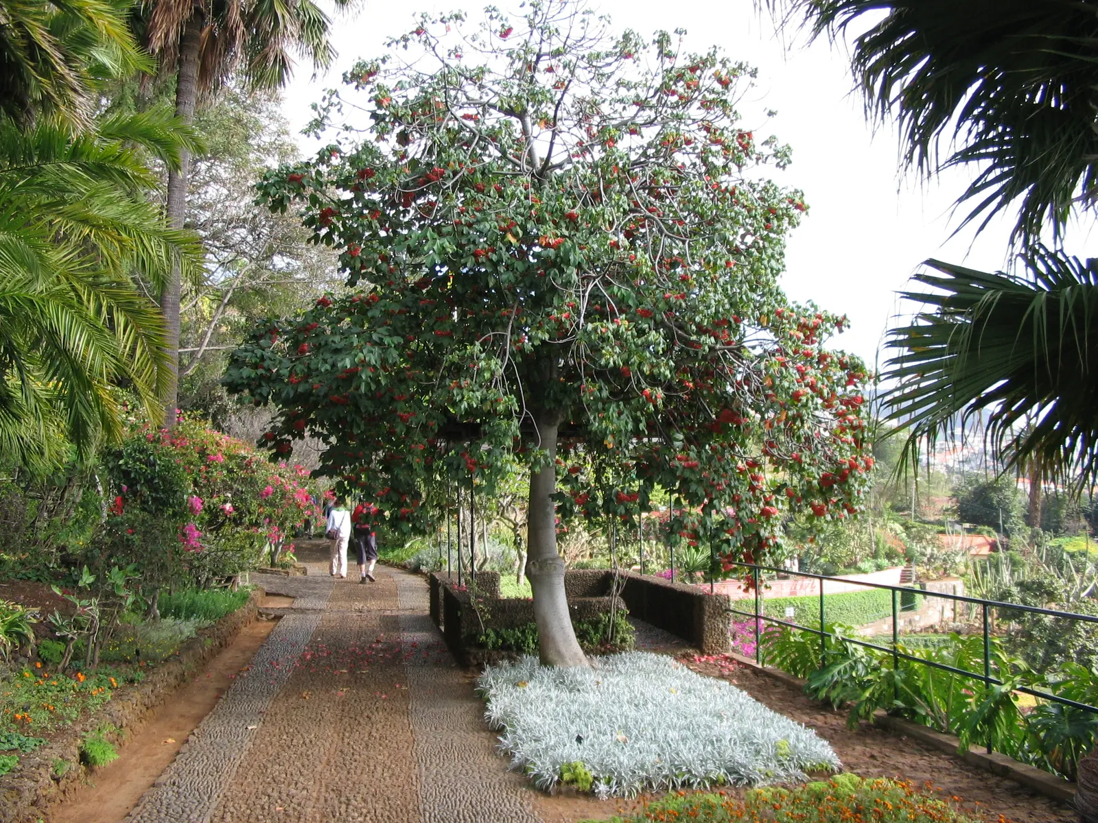 Strawberry Snowball Tree (Dombeya Cacuminum) — Celebrated for its abundant winter-blooming clusters of pink