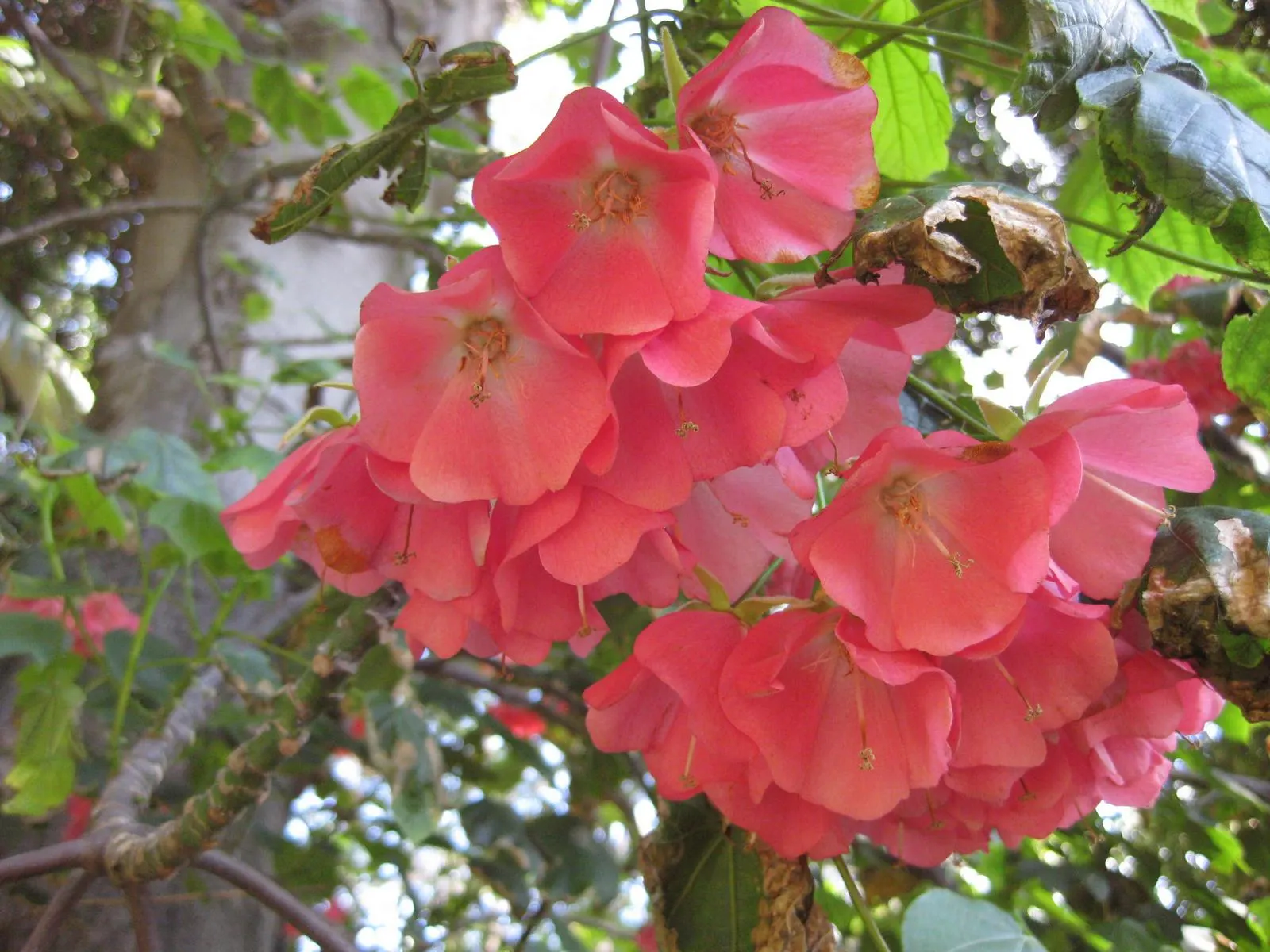 Strawberry Snowball Tree (Dombeya Cacuminum) — is a striking ornamental specimen reaching up to 20 feet tall with a similar spread