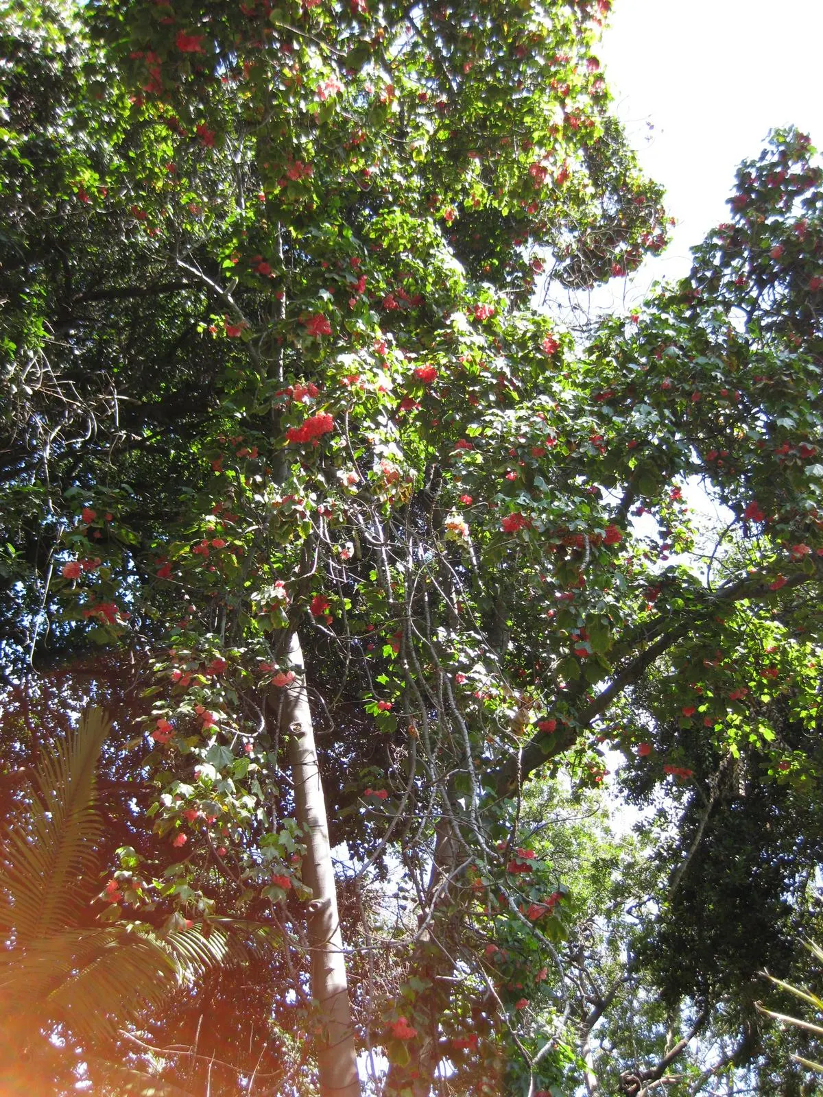 Strawberry Snowball Tree (Dombeya Cacuminum) — Frost-sensitive; ideal for USDA Zone 9-11