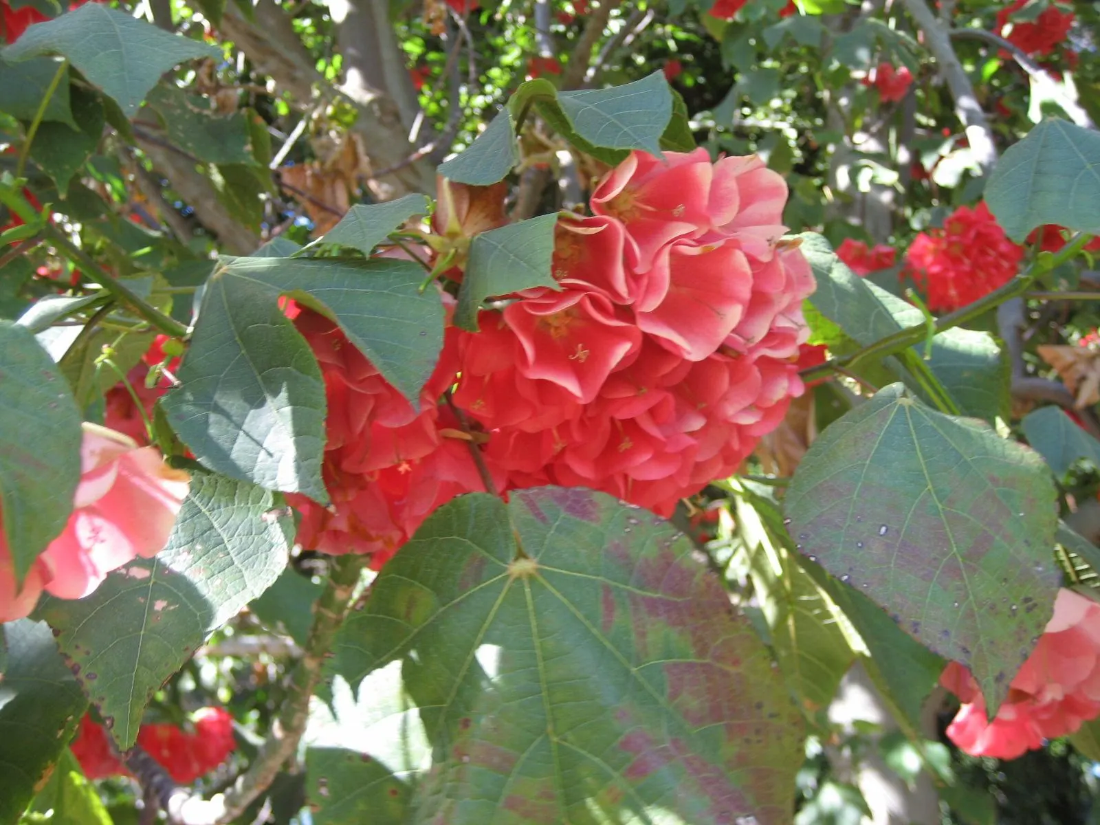 Strawberry Snowball Tree (Dombeya Cacuminum) — the tree adds vibrant color and a sweet fragrance to landscapes
