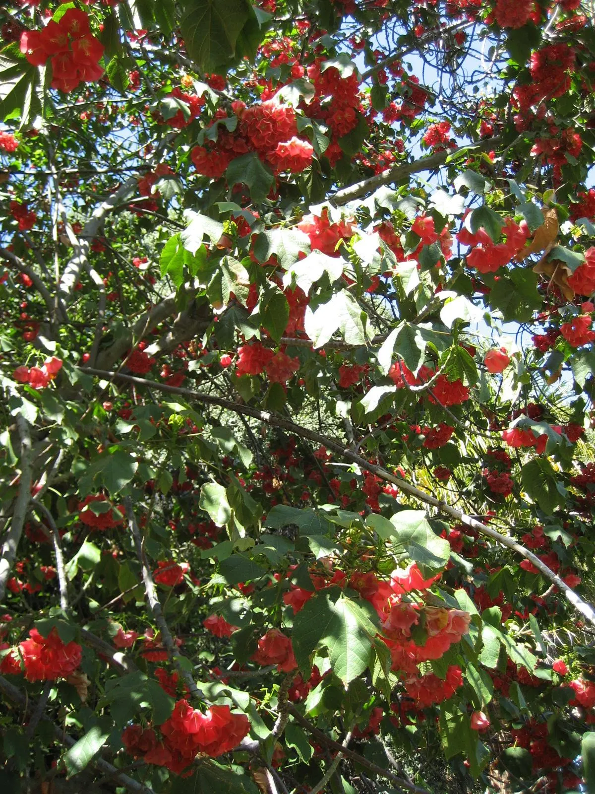Strawberry Snowball Tree (Dombeya Cacuminum) — Prefers full sun to partial shade and well-drained soil