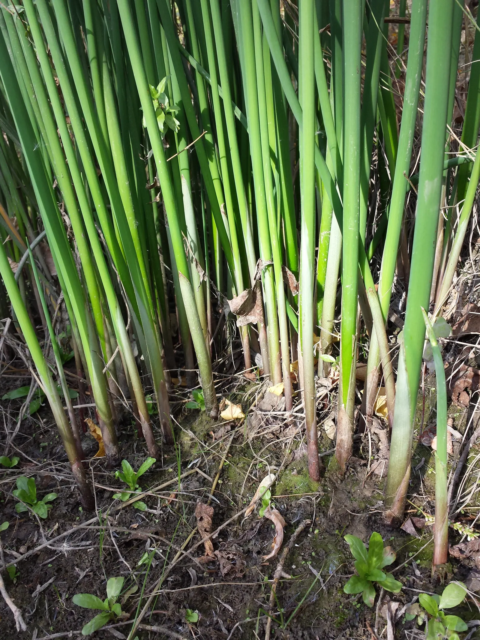 Soft-Stem Bulrush (Scirpus Tabernaemontani) — emergent aquatic plant distinguished by its lush; plant in full sun to part shade in muddy or shallow water, up