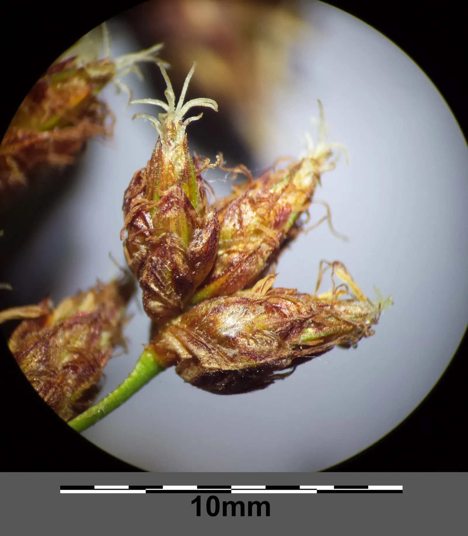 Soft-Stem Bulrush (Scirpus Tabernaemontani) — thus contributing to local biodiversity.<br><br>For landscape designers