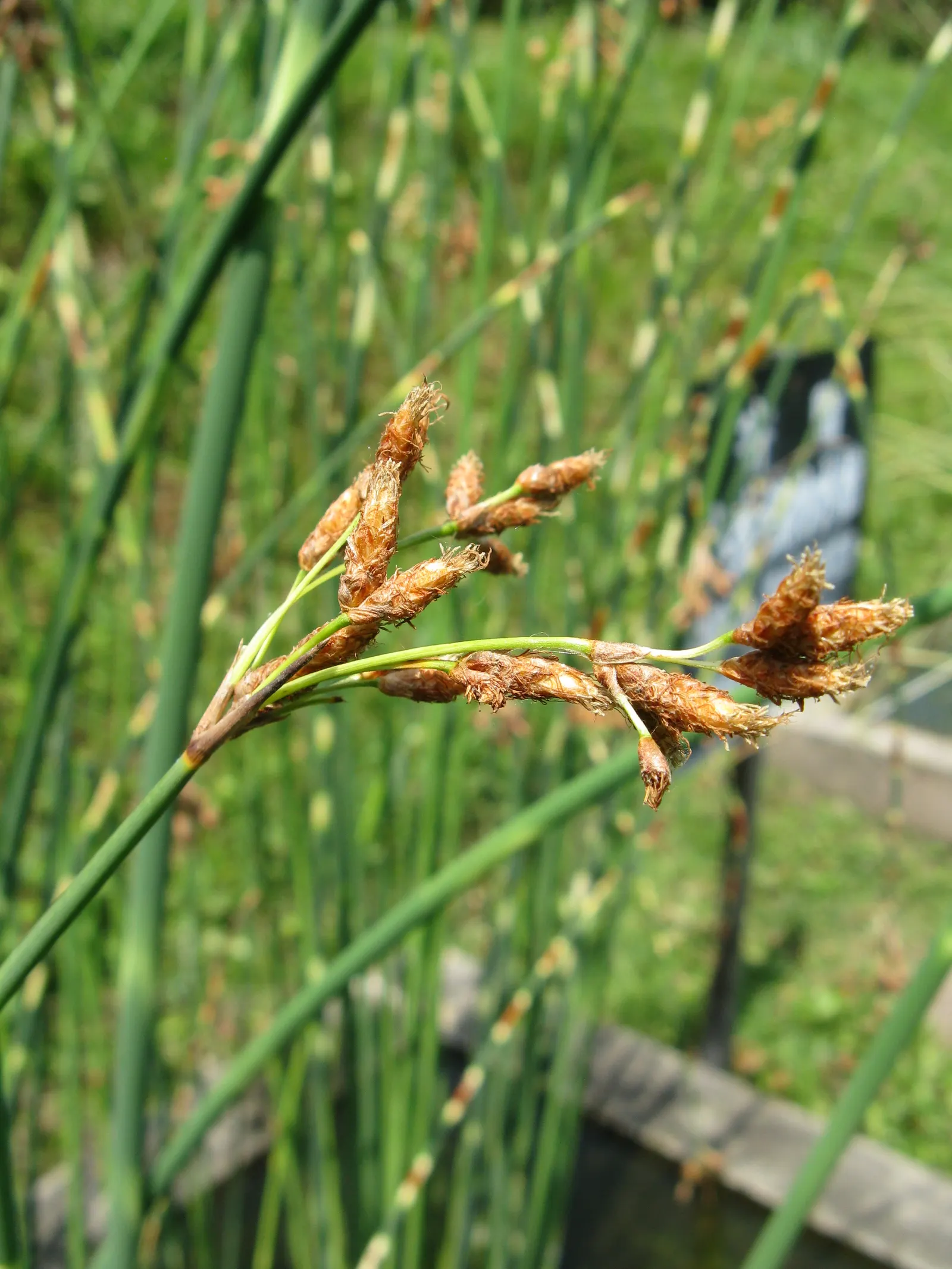 Soft-Stem Bulrush (Scirpus Tabernaemontani) — The Soft-Stem Bulrush (Scirpus tabernaemontani) thrives in wet conditions; it produces brown-green flowers in