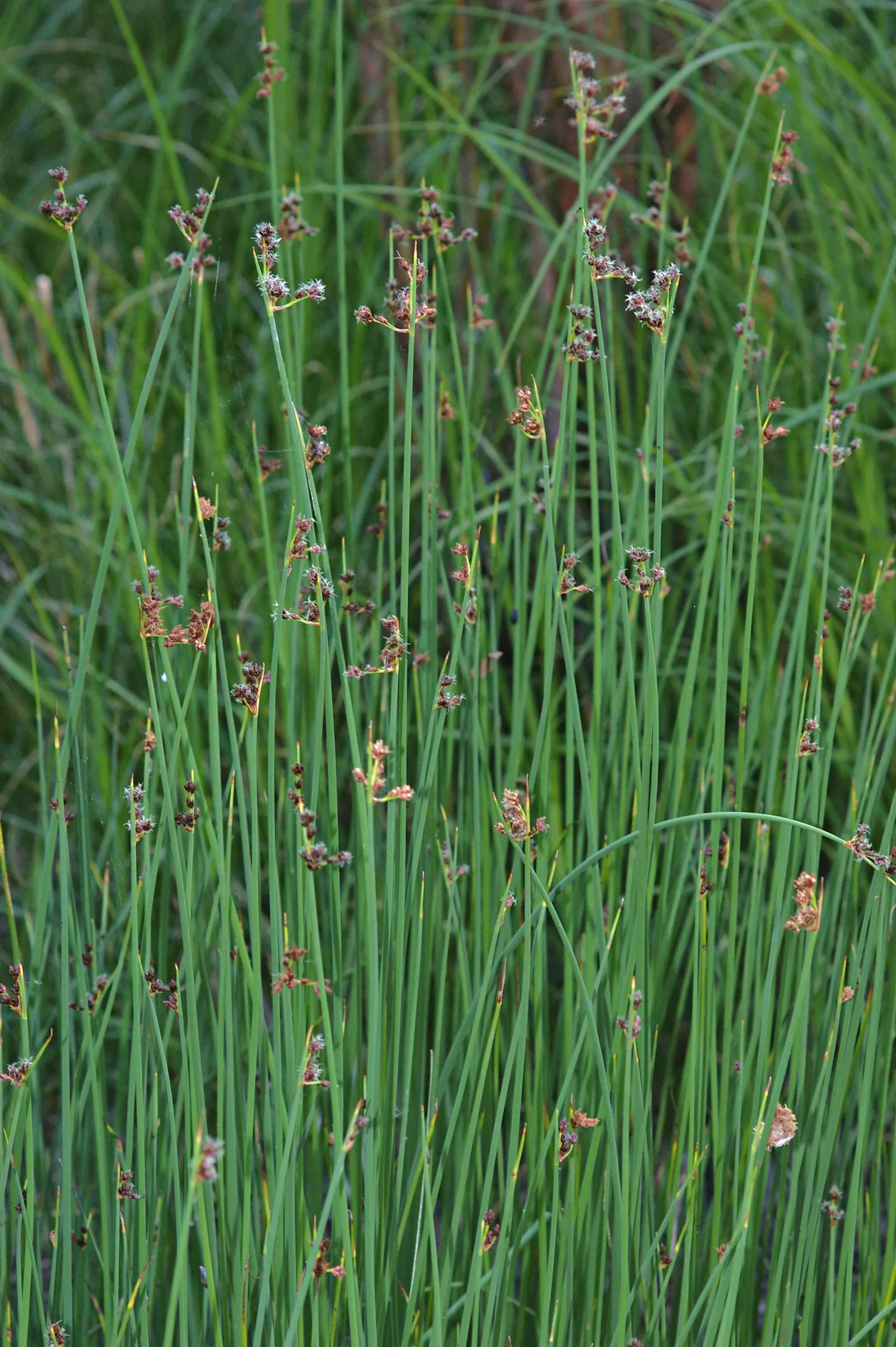 Soft-Stem Bulrush (Scirpus Tabernaemontani) — The Soft-Stem Bulrush (Scirpus tabernaemontani) thrives in wet conditions