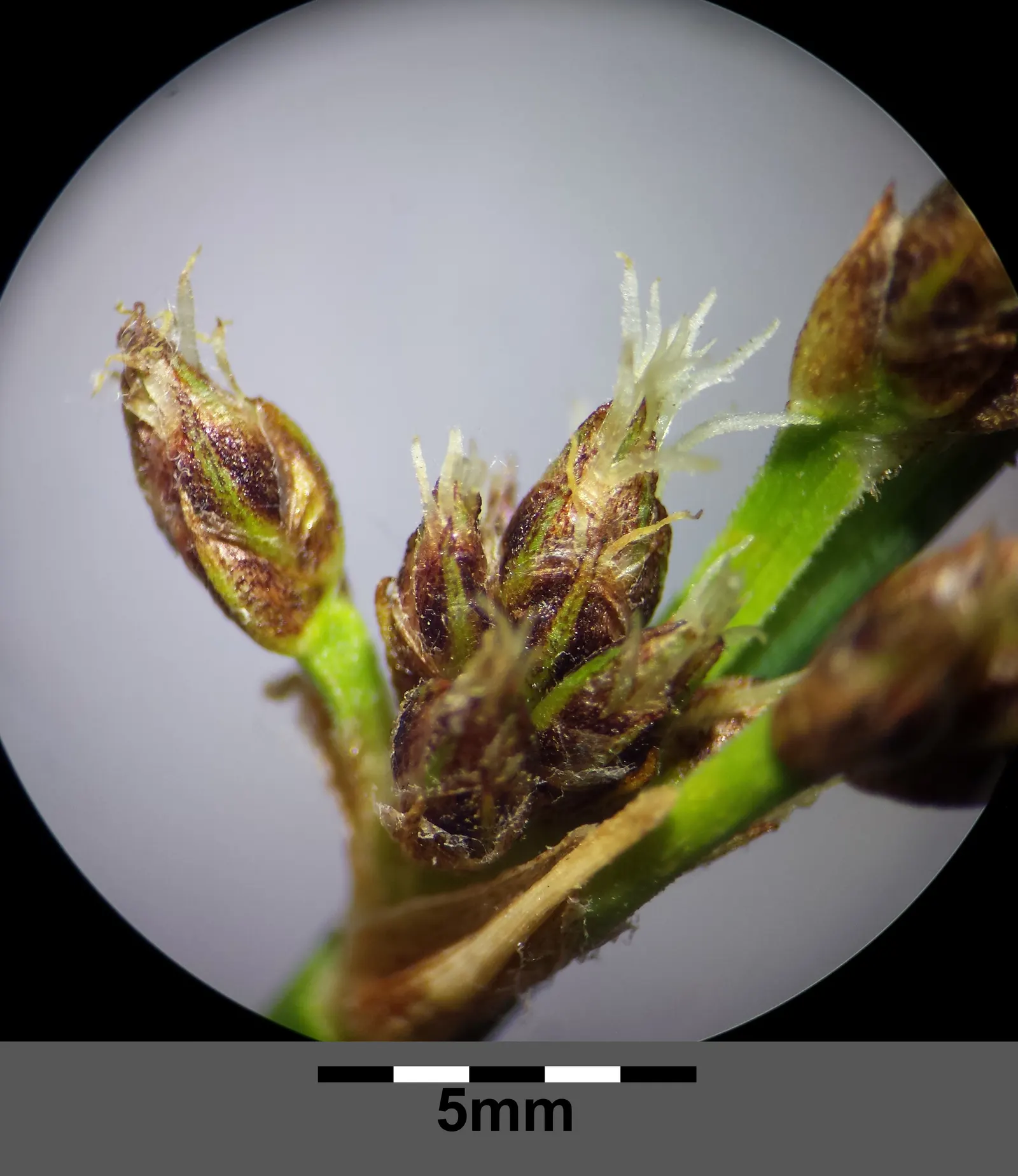Soft-Stem Bulrush (Scirpus Tabernaemontani) — thus contributing to local biodiversity.<br><br>For landscape designers; this perennial grows 3 to 6 feet tall
