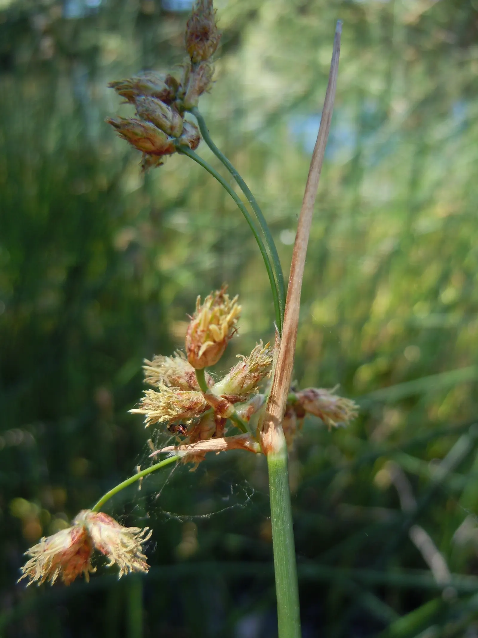 Soft-Stem Bulrush (Scirpus Tabernaemontani) — ranging in depth from just moist to 6 inches of standing water