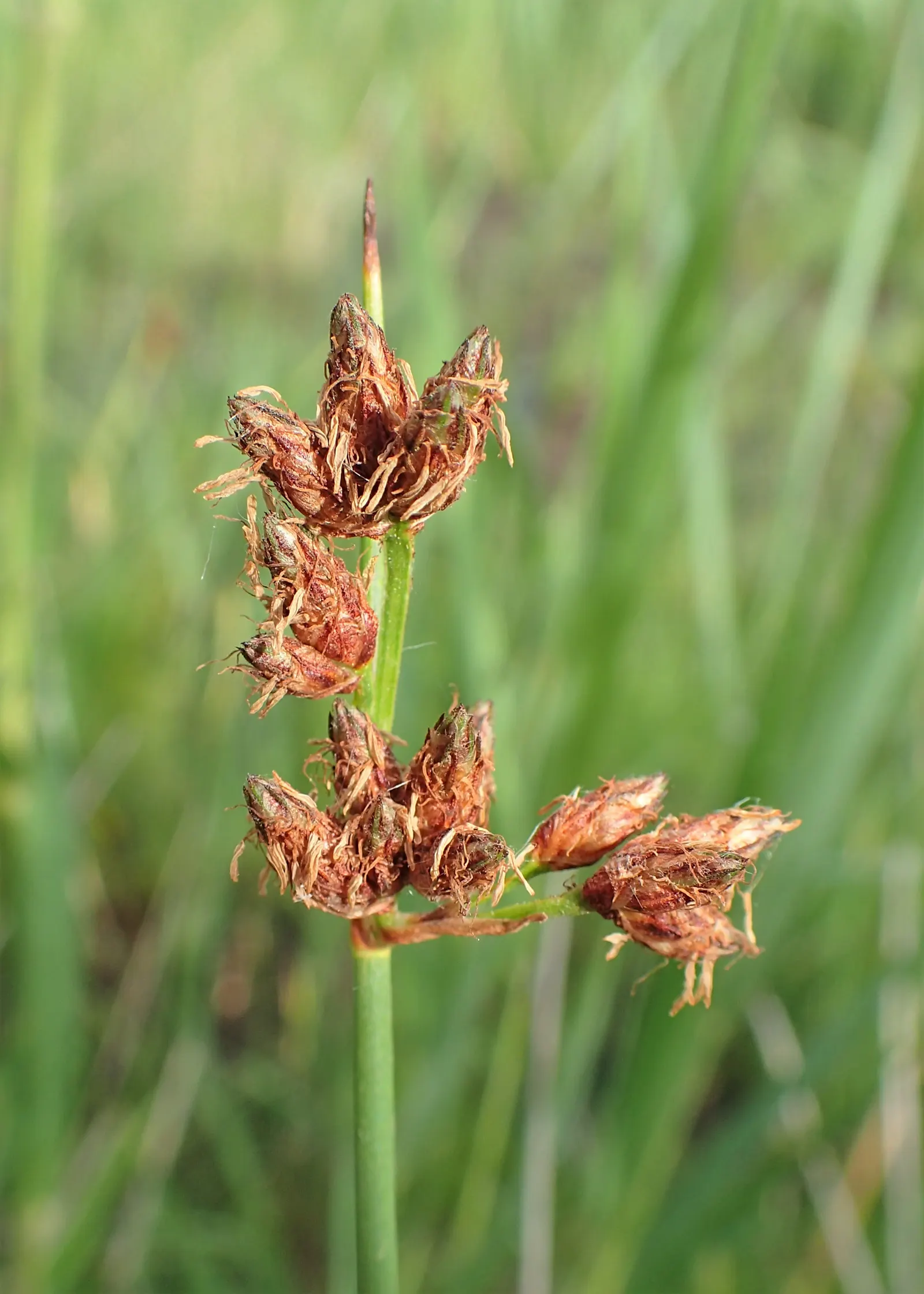 Soft-Stem Bulrush (Scirpus Tabernaemontani) — It produces brown-green flowers in summer