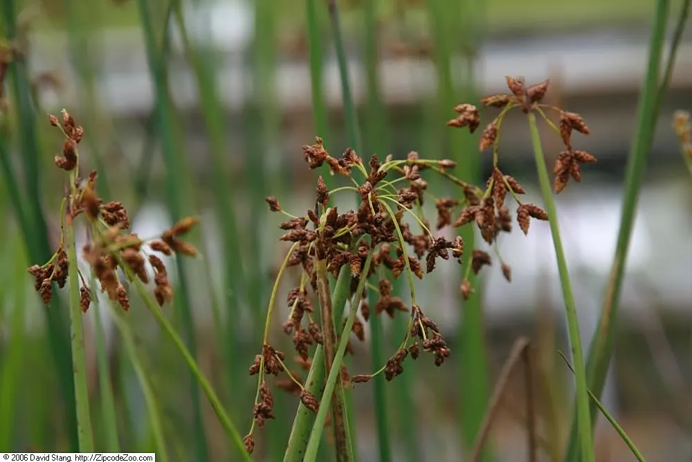 Soft-Stem Bulrush (Scirpus Tabernaemontani) — This perennial grows 3 to 6 feet tall, displaying stout, soft, and cylindrical stems; making it an, image 57