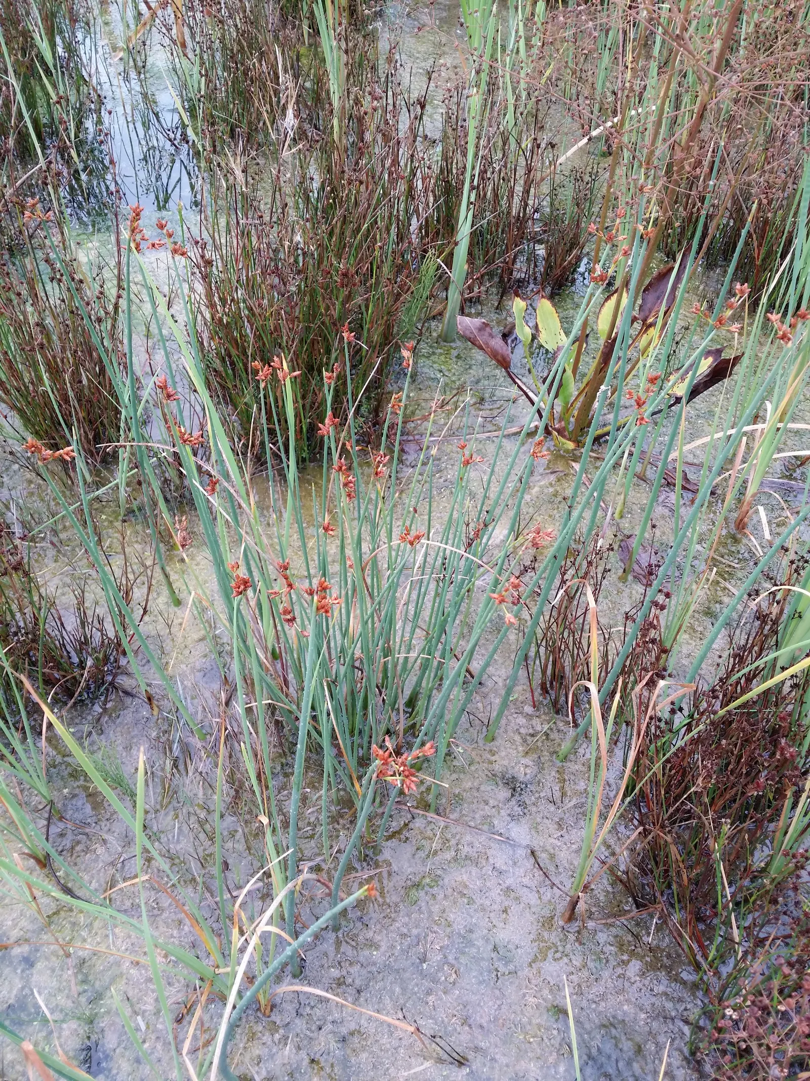 Soft-Stem Bulrush (Scirpus Tabernaemontani) — This perennial grows 3 to 6 feet tall, displaying stout, soft, and cylindrical stems